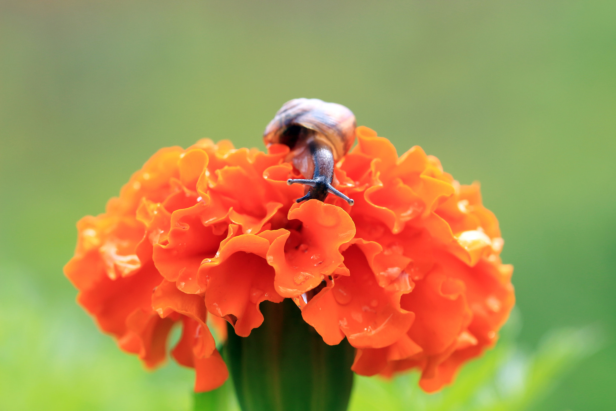 Canon EOS 700D (EOS Rebel T5i / EOS Kiss X7i) + Canon EF 100mm F2.8L Macro IS USM sample photo. Hello, i'm snail and its my flower photography