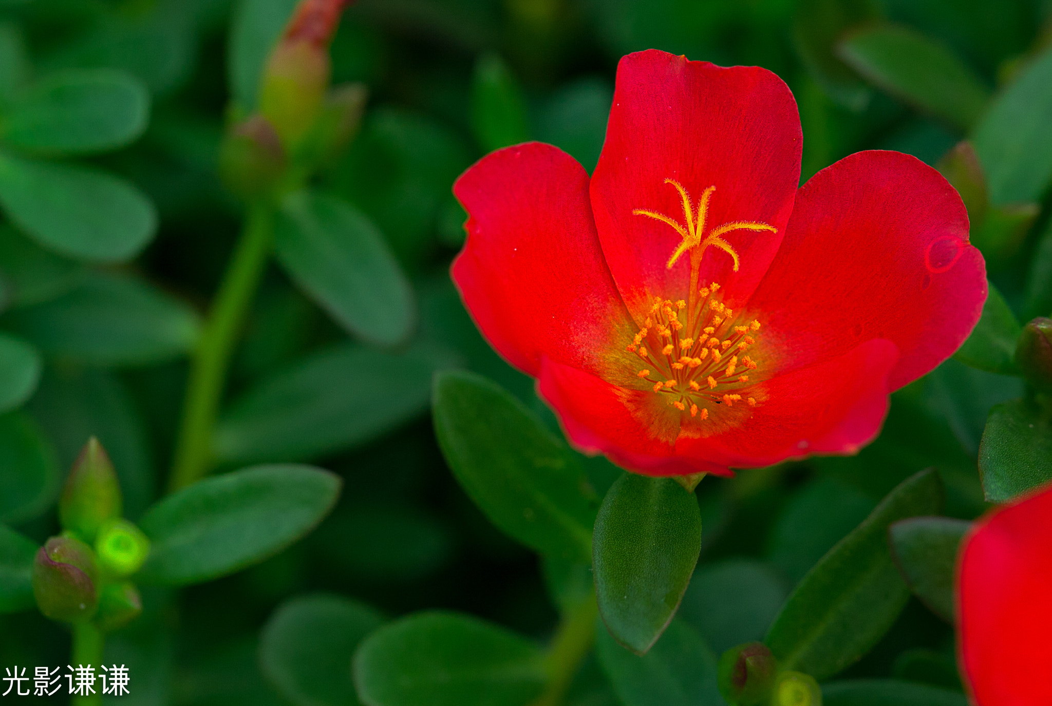 Canon EOS 5D + Canon EF 100mm F2.8L Macro IS USM sample photo. 红肥绿瘦 photography