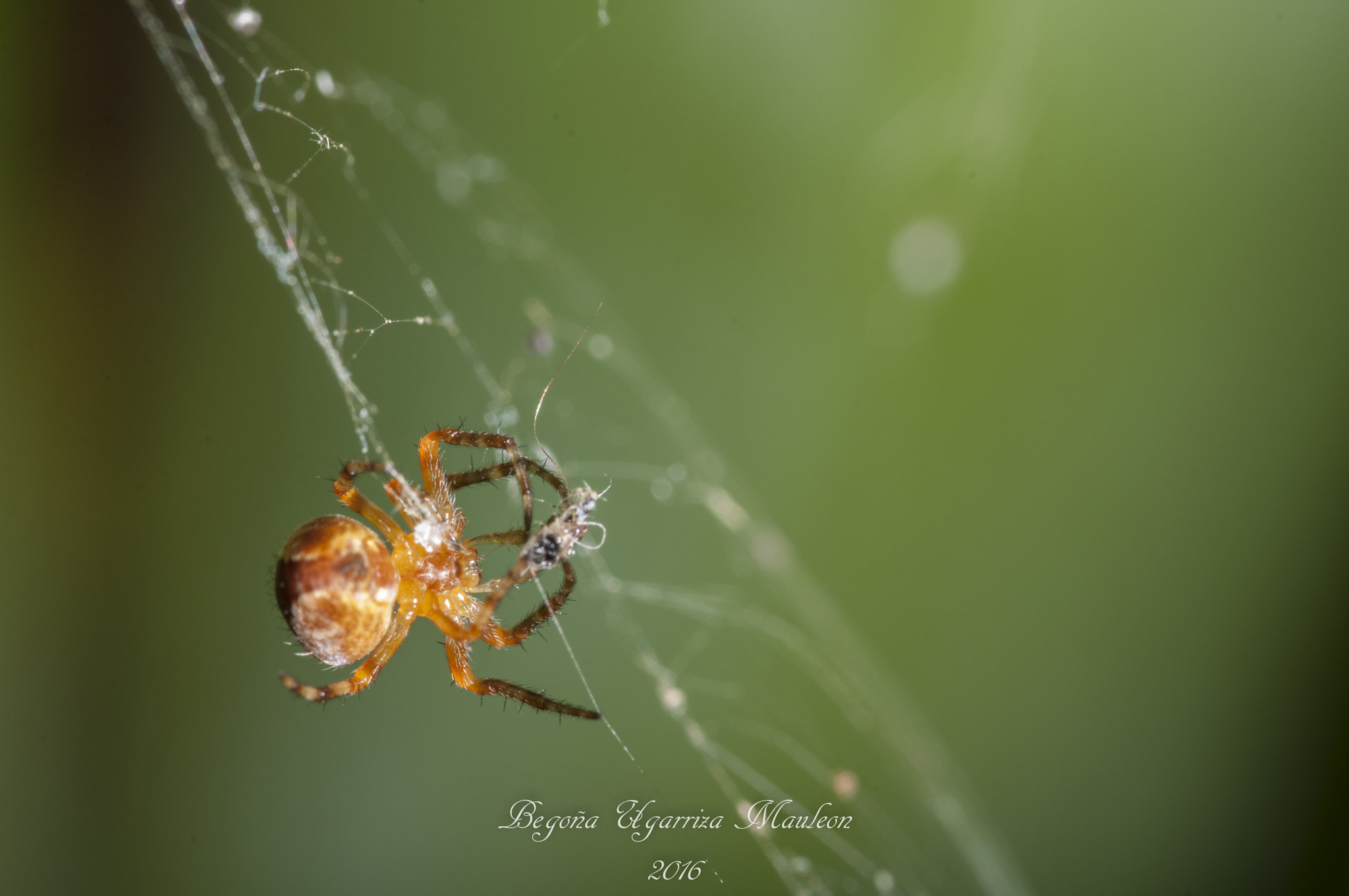 Sigma 105mm F2.8 EX DG OS HSM sample photo. Araña photography