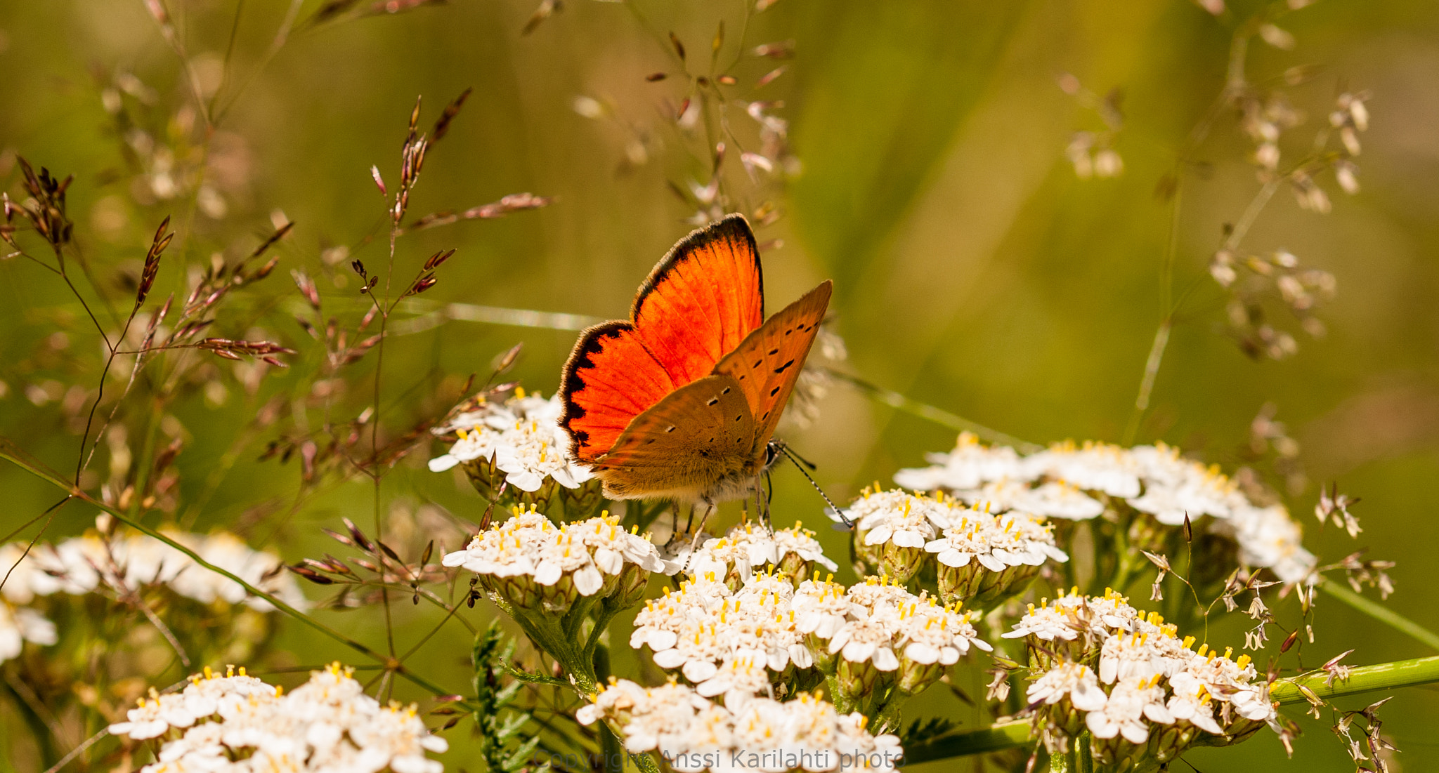 Sigma 105mm F2.8 EX DG OS HSM sample photo. Meadow beauty photography