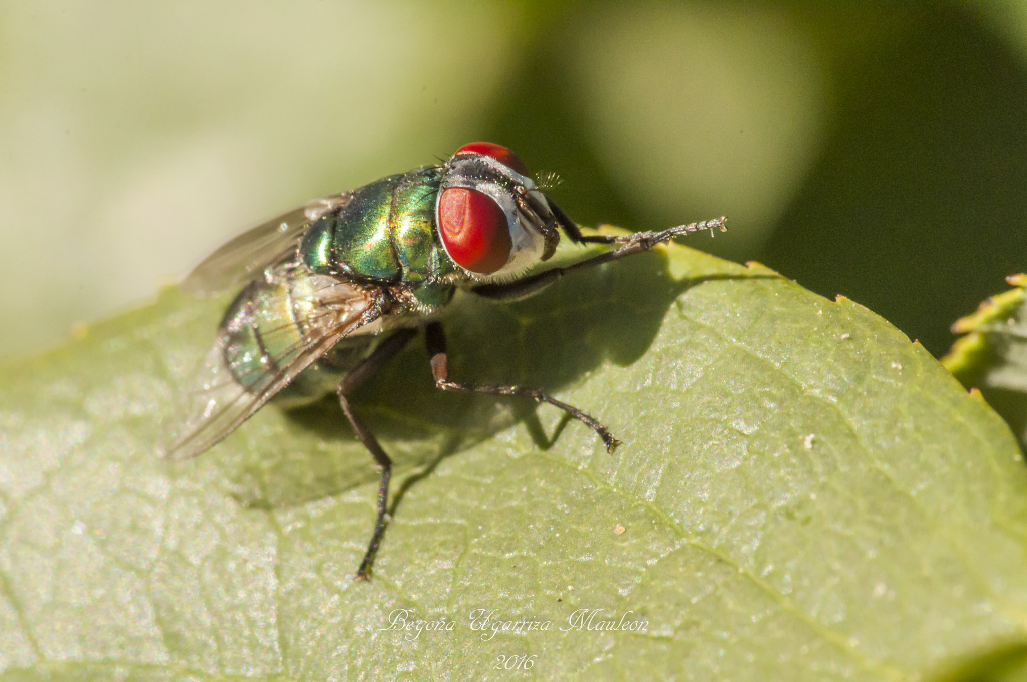 Sigma 105mm F2.8 EX DG OS HSM sample photo. Mosca limpiandose las patas photography