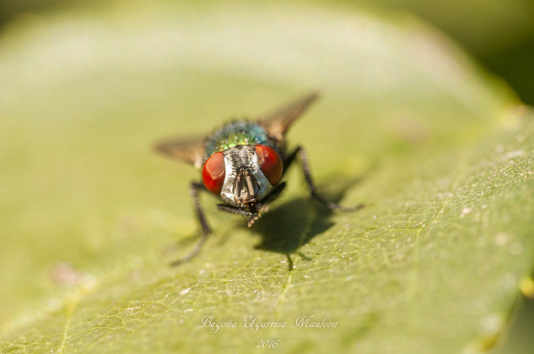 Sigma 105mm F2.8 EX DG OS HSM sample photo. Mosca a la hora de la merienda photography
