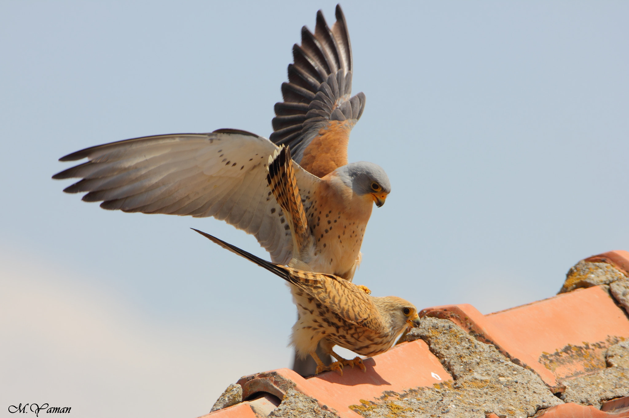 Tamron SP 150-600mm F5-6.3 Di VC USD sample photo. Küçük kerkenez - lesser kestrel +18 :-) photography