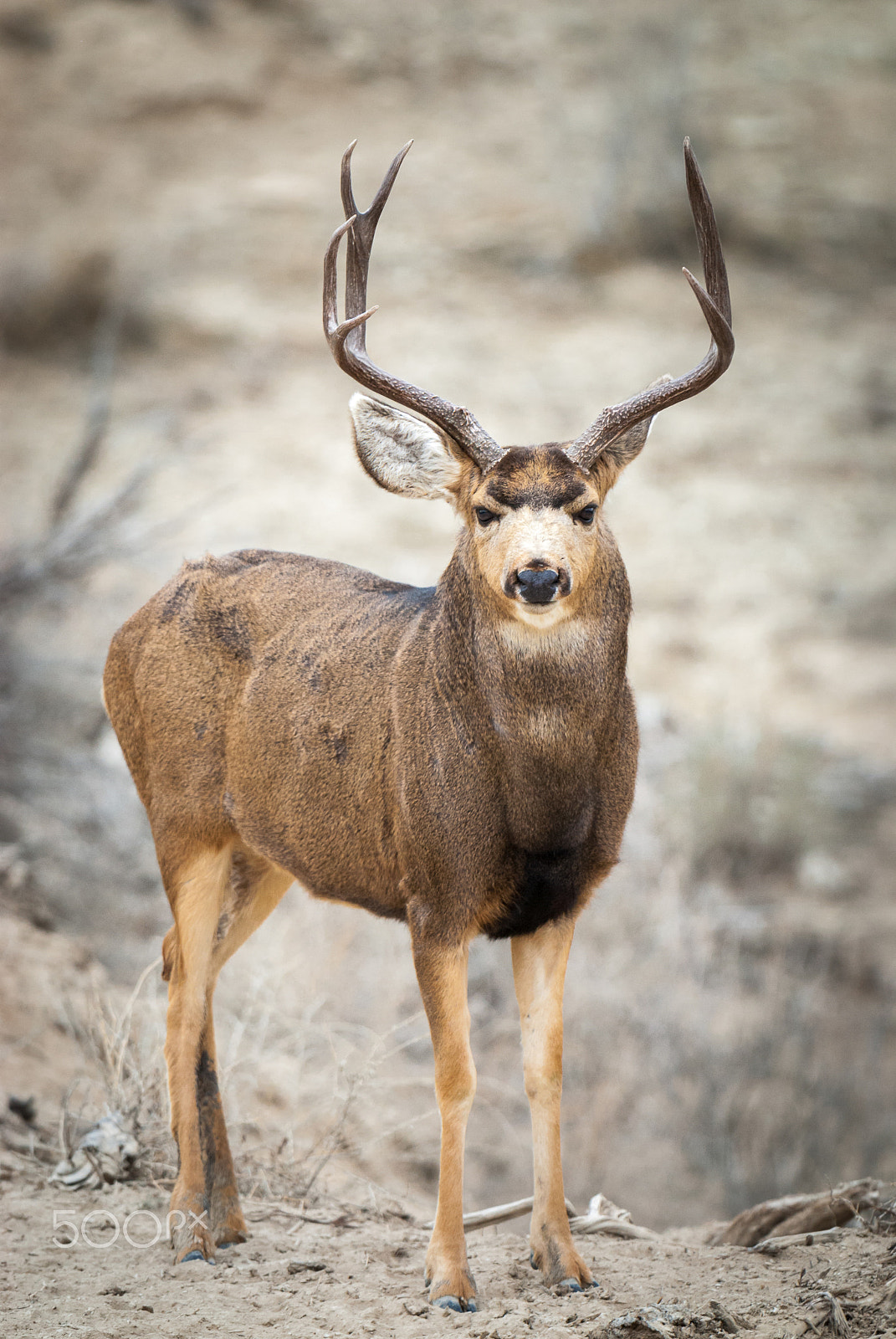 Nikon AF-S Nikkor 500mm F4D ED-IF II sample photo. Buck portrait photography