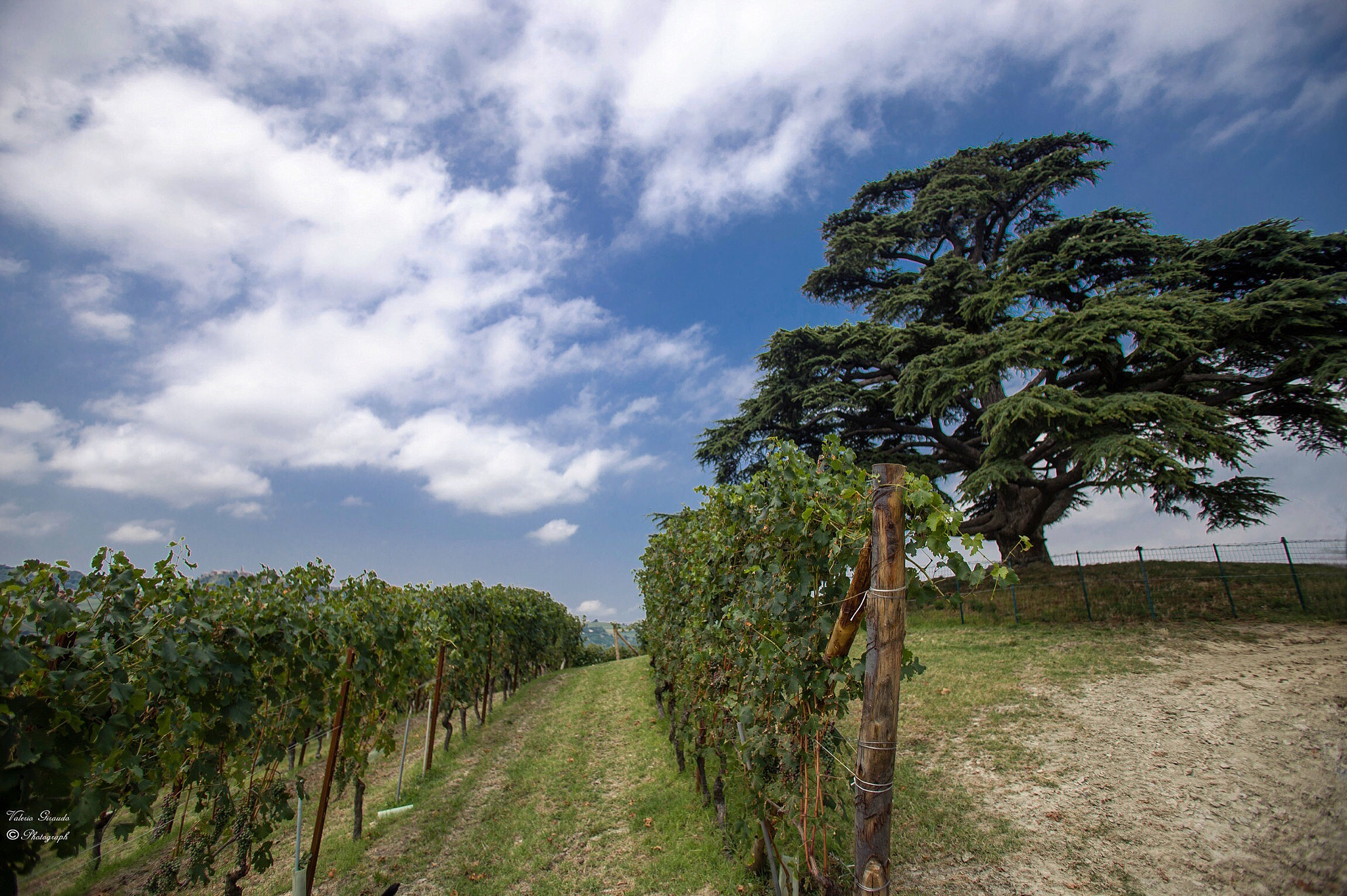 Canon EOS 6D + Canon EF 17-35mm f/2.8L sample photo. Cedro del libano photography