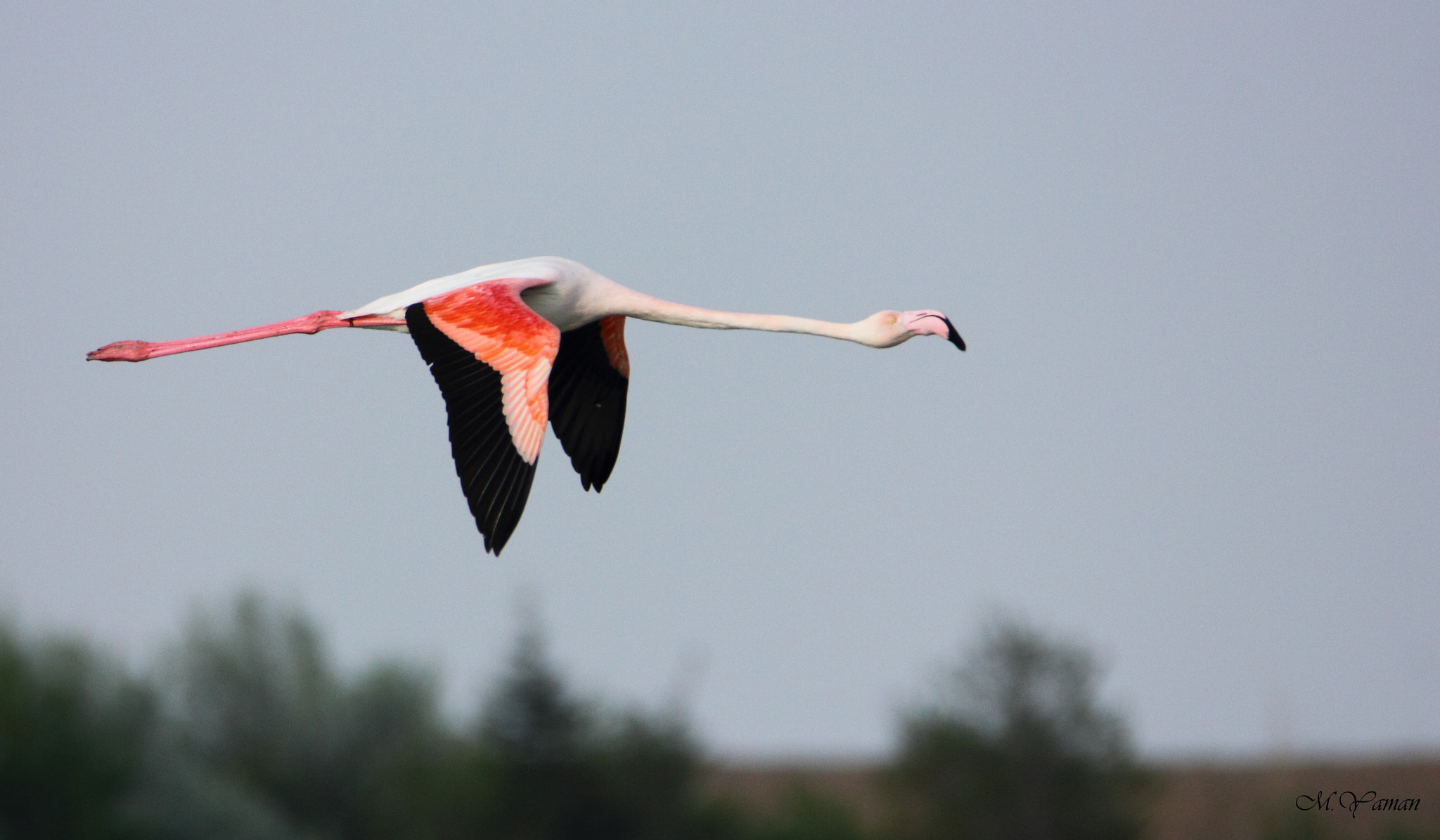 Tamron SP 150-600mm F5-6.3 Di VC USD sample photo. Flamingo photography