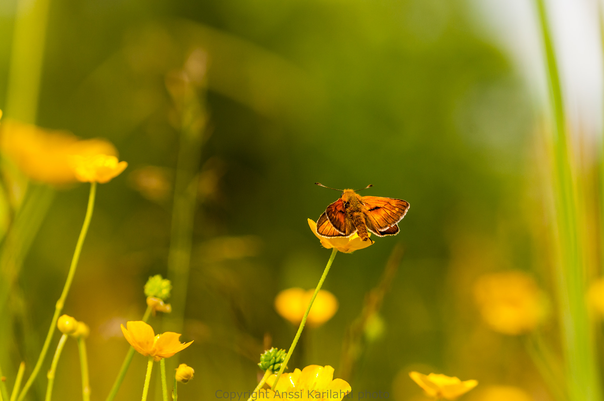 Sigma 105mm F2.8 EX DG OS HSM sample photo. Ochlodes sylvanus (v16) photography