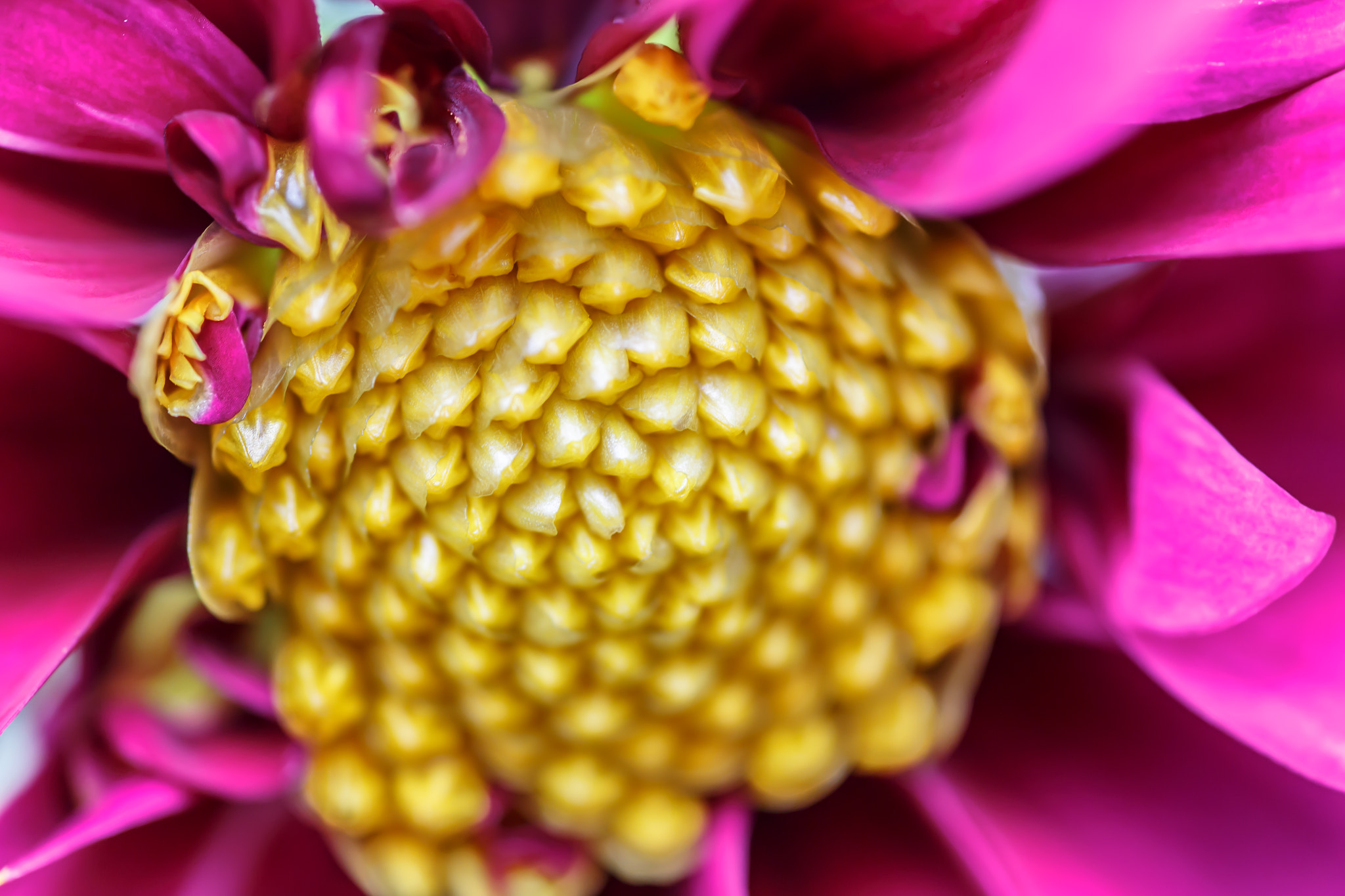 Canon EOS 6D + Tamron SP AF 90mm F2.8 Di Macro sample photo. Closeup macro photography of a purple flower with yellow detailed pollen photography
