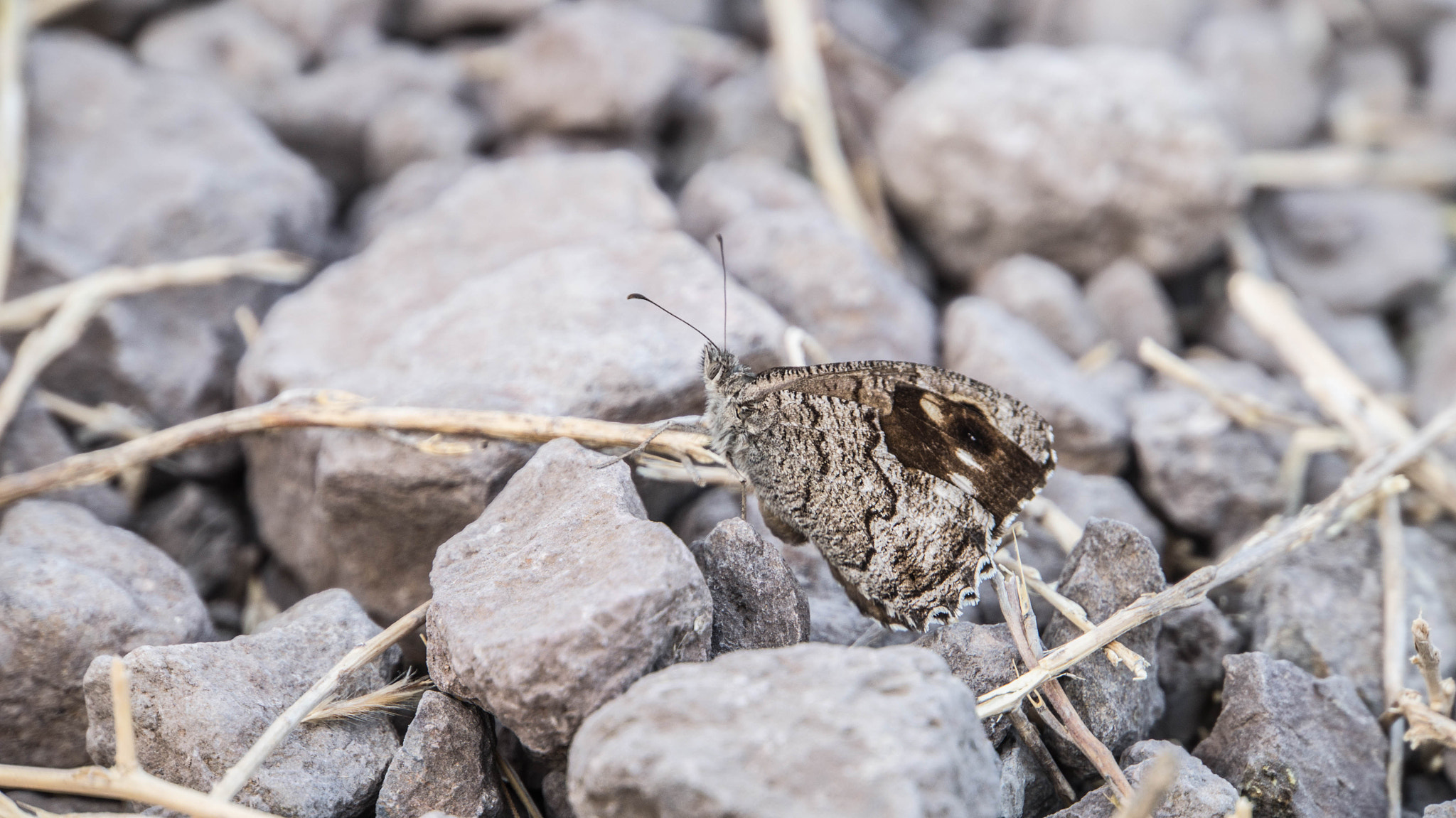 Sony Alpha NEX-F3 + Sony E 18-200mm F3.5-6.3 OSS sample photo. Camo butterfly photography