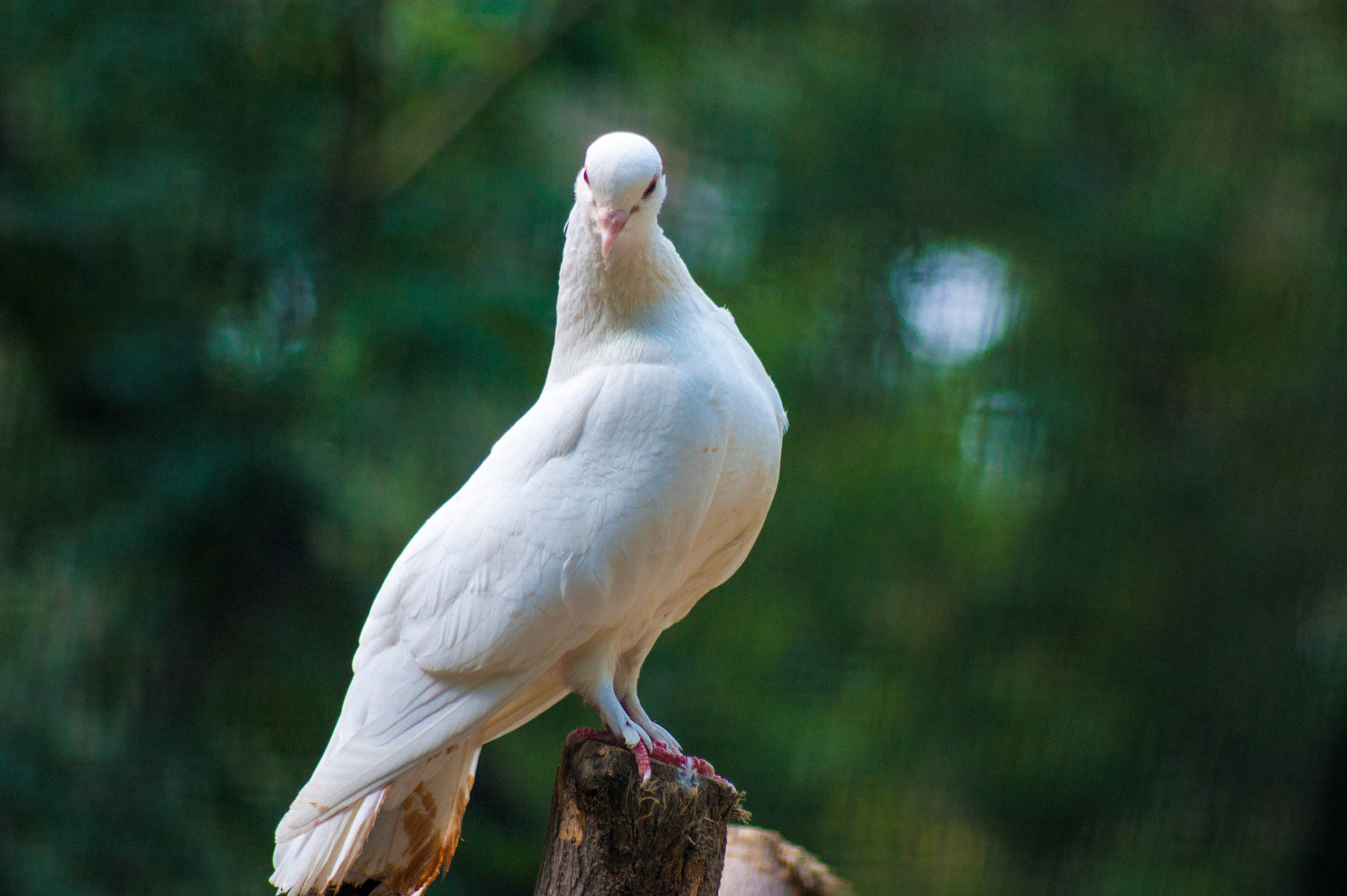 Sony Alpha DSLR-A290 + Minolta AF 100-300mm F4.5-5.6 sample photo. Pigeon photography