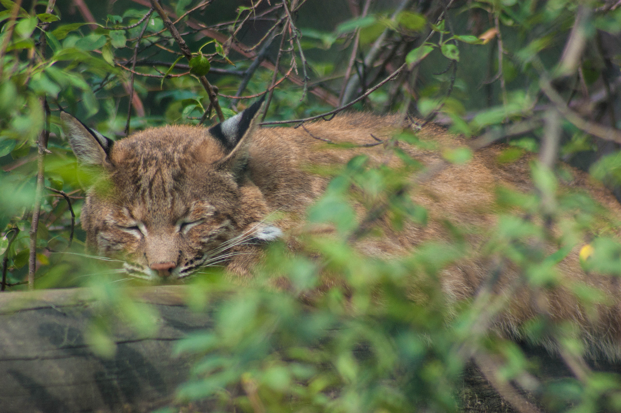 Sony Alpha DSLR-A290 + Minolta AF 100-300mm F4.5-5.6 sample photo. Sleeping cat photography