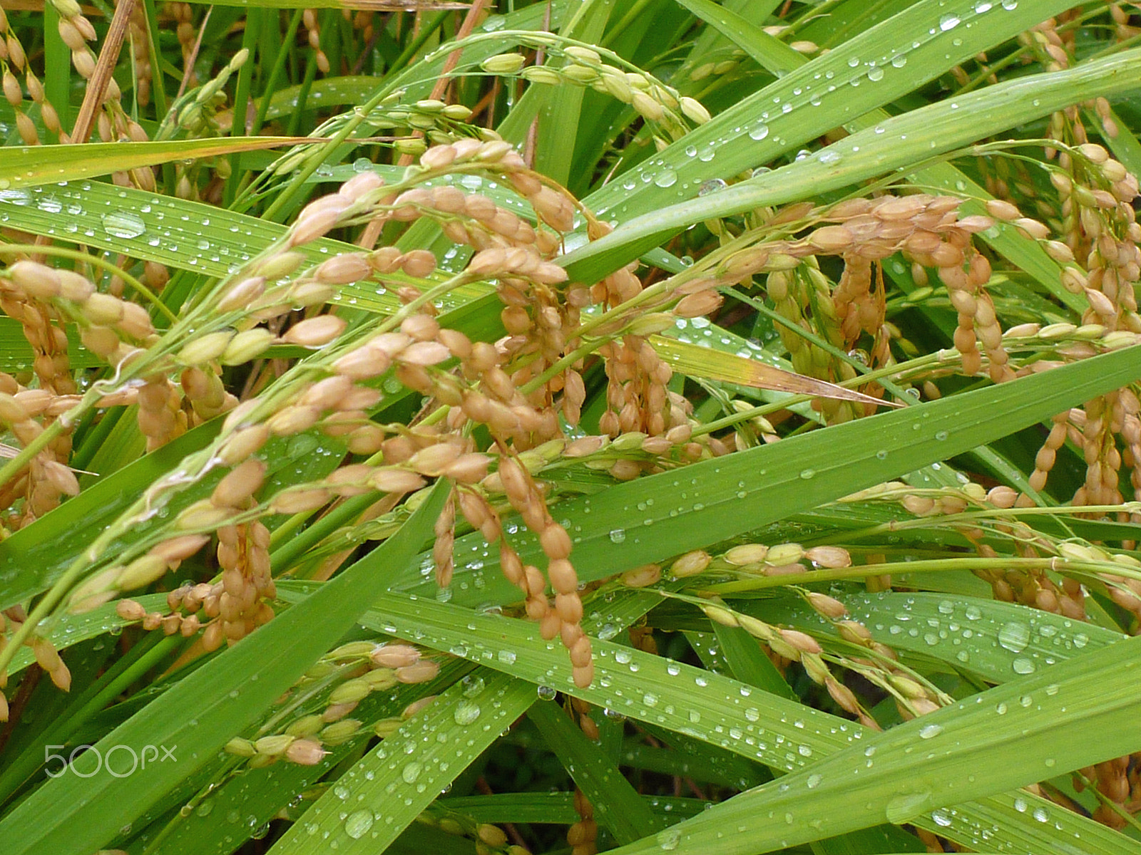 Panasonic DMC-FT3 sample photo. Rice field in japan photography