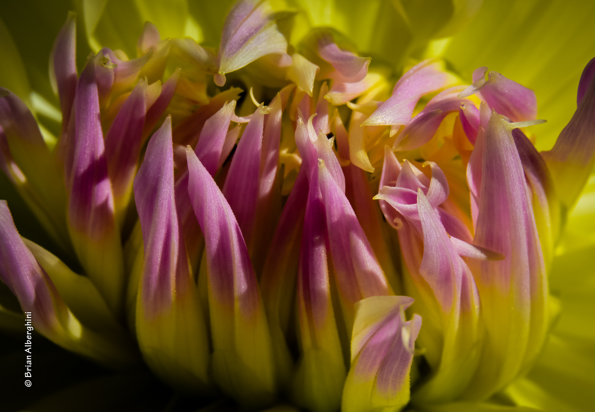 Nikon D7100 + Sigma 24-105mm F4 DG OS HSM Art sample photo. Dahlia #16 photography