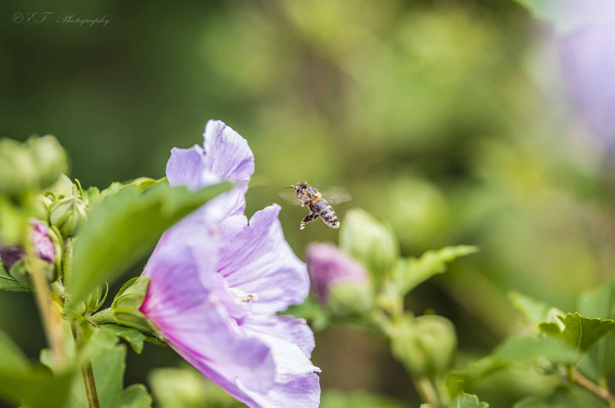 Sigma 50-100mm F1.8 DC HSM Art sample photo. Flowerpowersigma photography