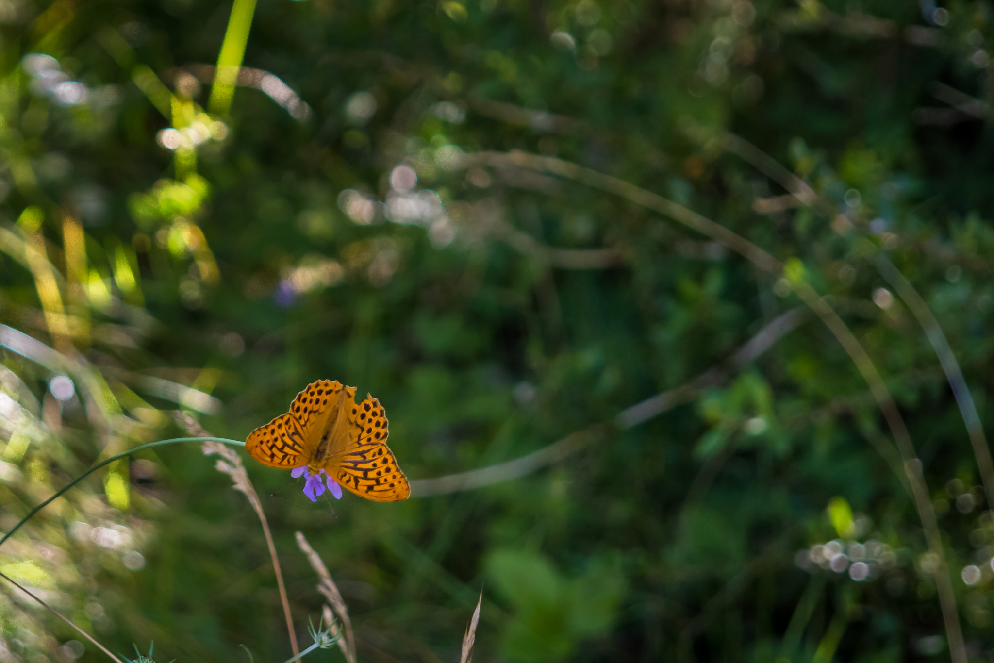Canon EF 24-85mm F3.5-4.5 USM sample photo. Butterfly on a flower photography