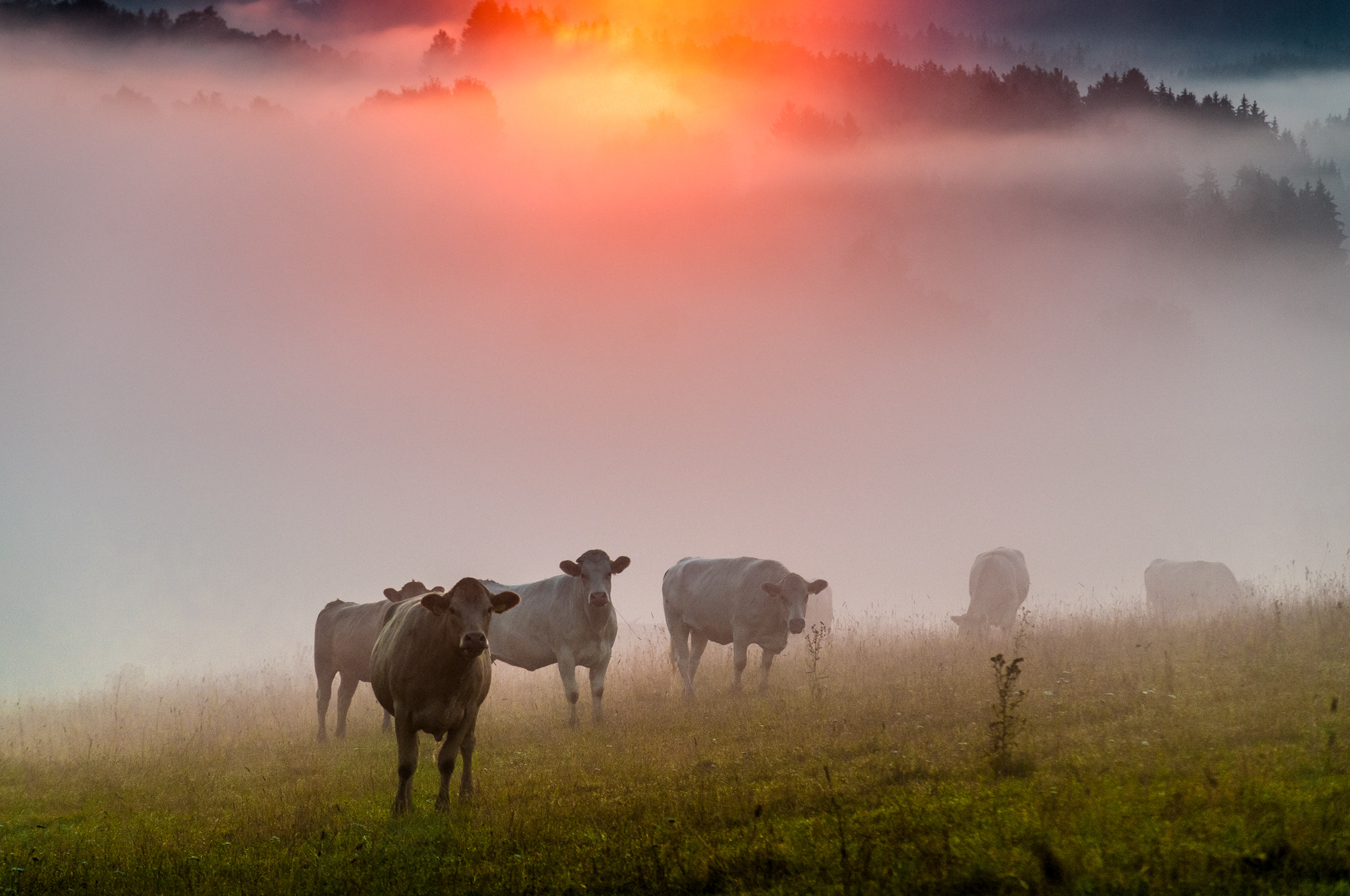 Nikon D300 + Sigma 50-150mm F2.8 EX APO DC HSM sample photo. Morning pasture photography