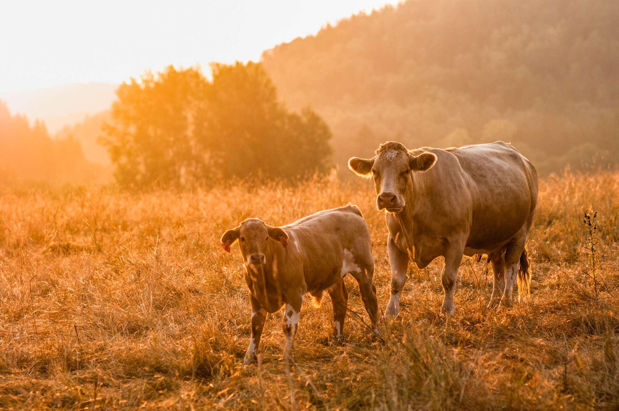 Nikon D300 + Nikon AF Nikkor 85mm F1.8D sample photo. Morning pasture photography