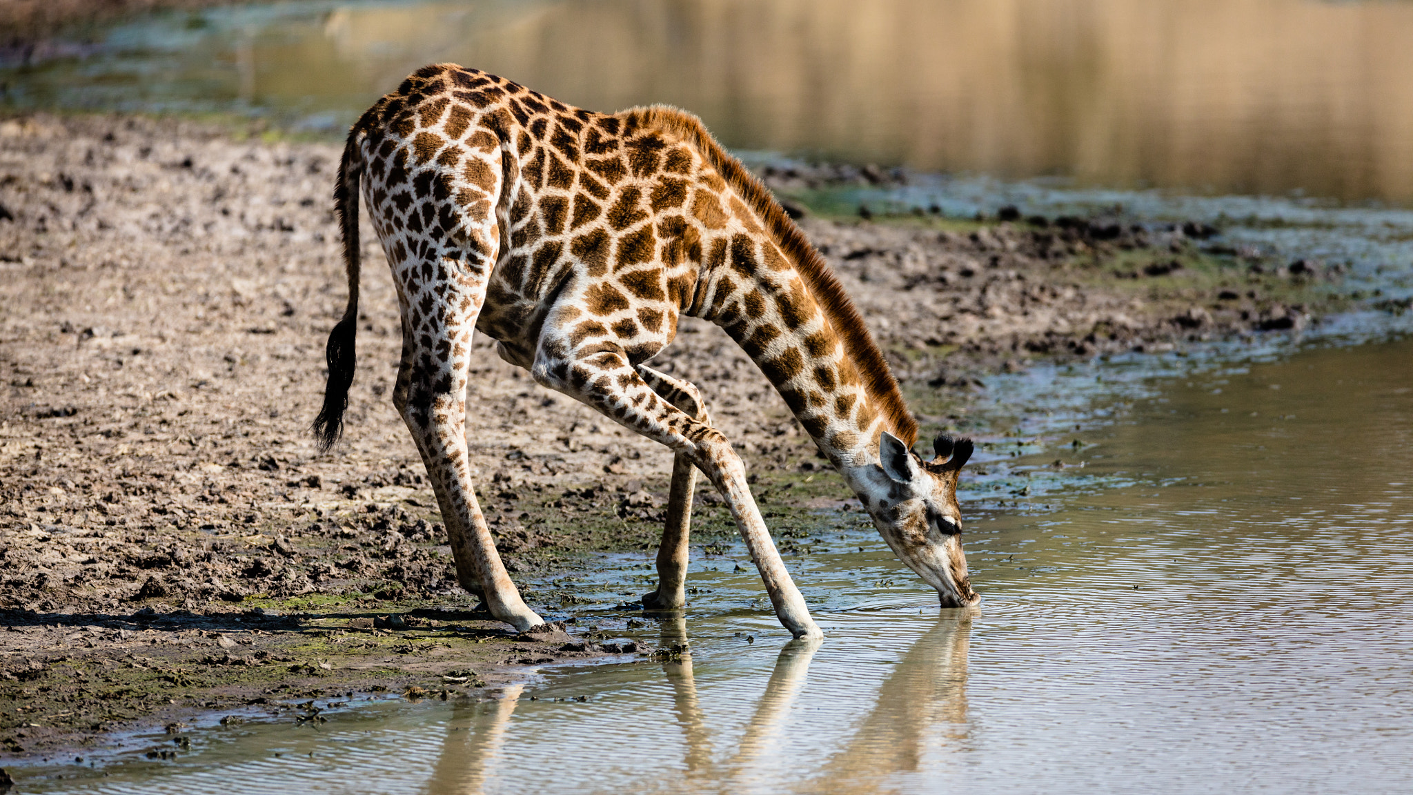 Canon EOS 5DS R sample photo. Baby giraffe sipping water photography