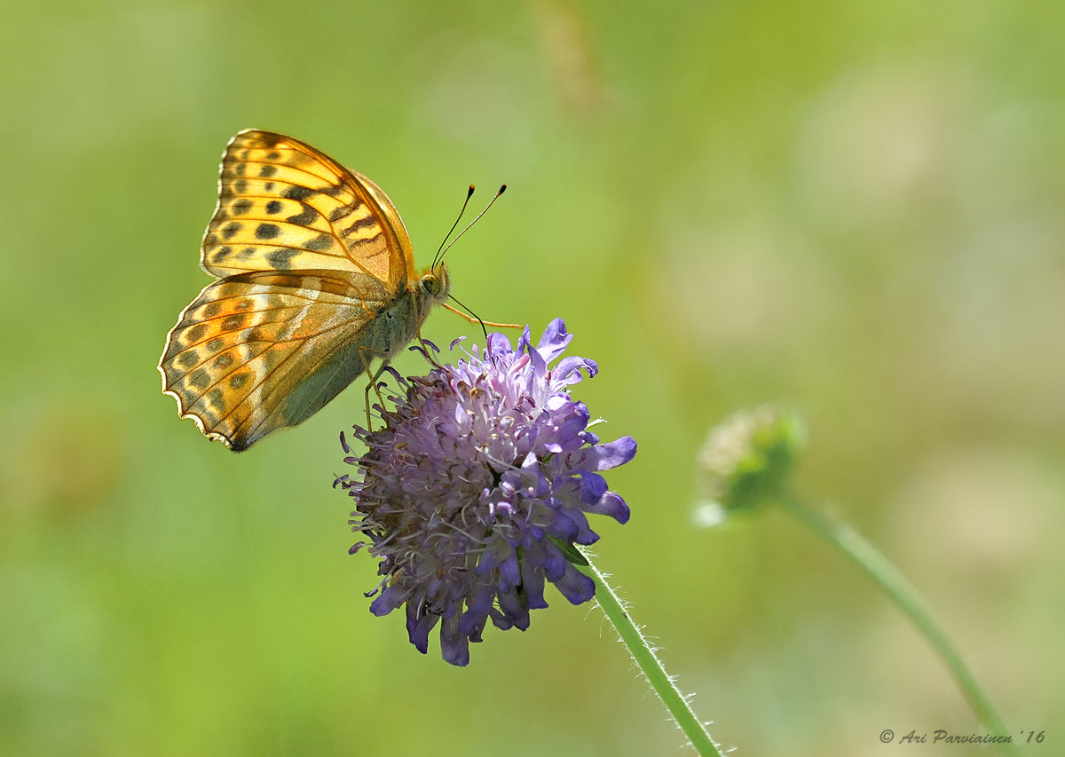 Sigma 150mm F2.8 EX DG OS Macro HSM sample photo. Silver-washed fritillary photography