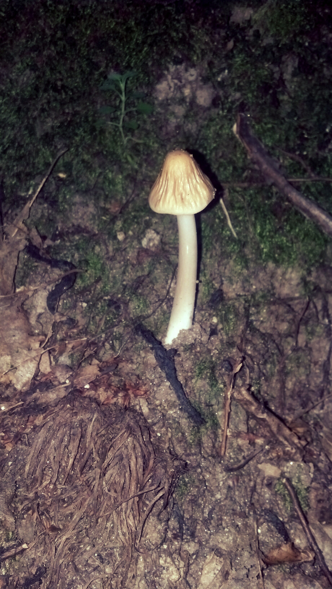 Motorola DROID RAZR sample photo