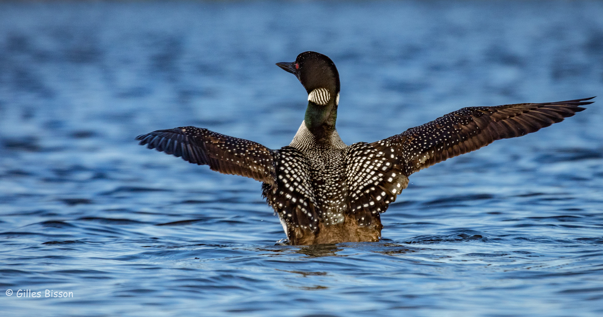 Canon EF 100-400mm F4.5-5.6L IS USM sample photo. Common loon photography