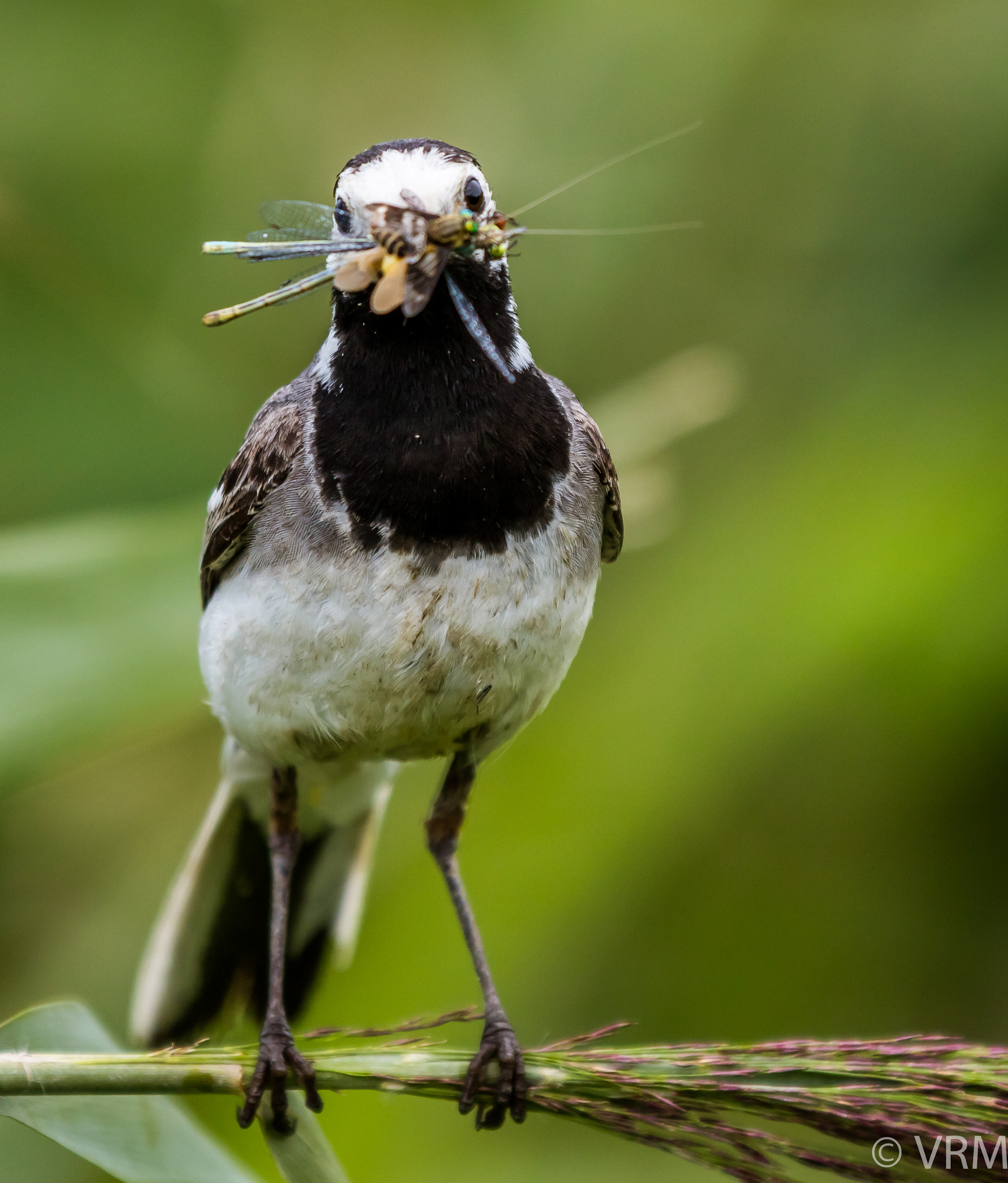 Canon EF 70-200mm F2.8L IS II USM sample photo. Wagtail is ready for diner photography