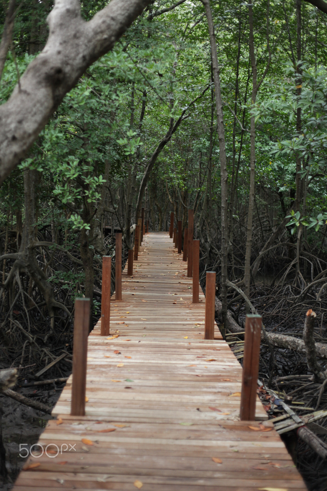 Canon EOS 5D Mark II + Canon EF 50mm F1.8 II sample photo. Mangrove trail photography