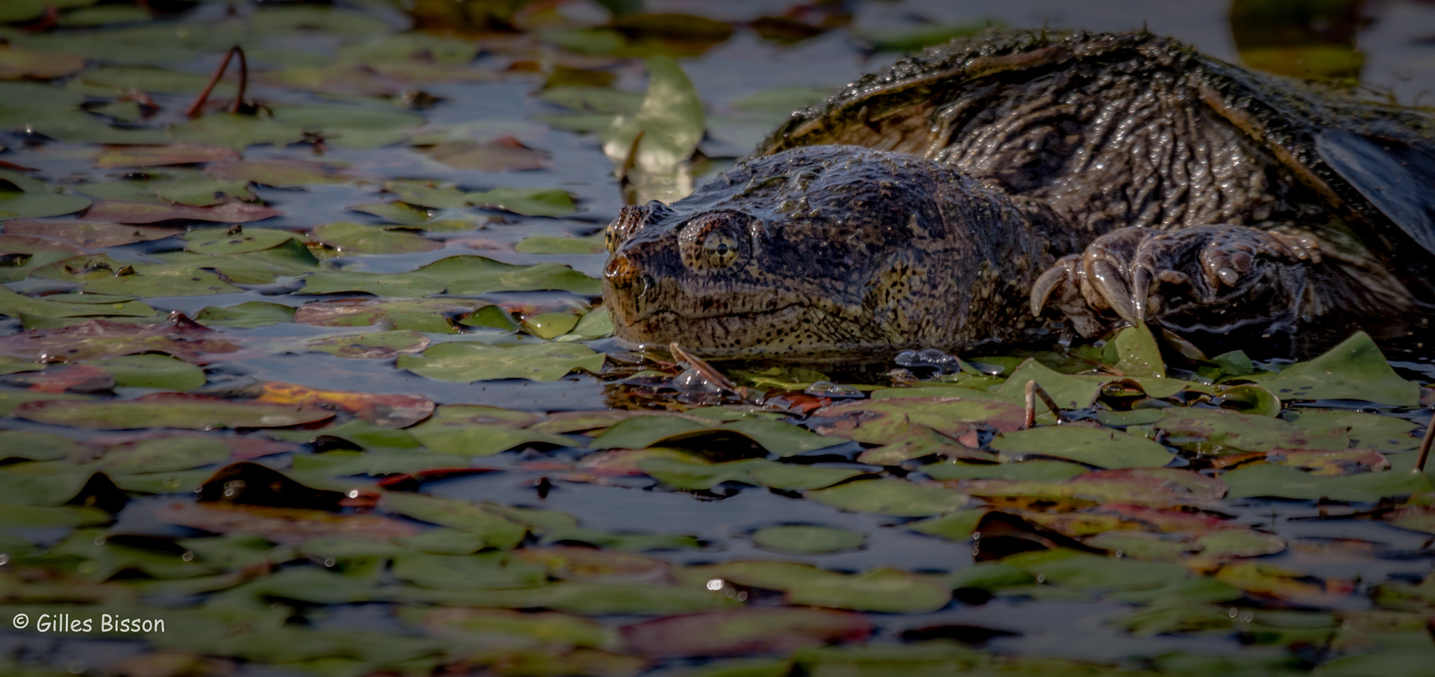 Canon EOS 7D Mark II + Canon EF 100-400mm F4.5-5.6L IS USM sample photo. Snapping turtle photography