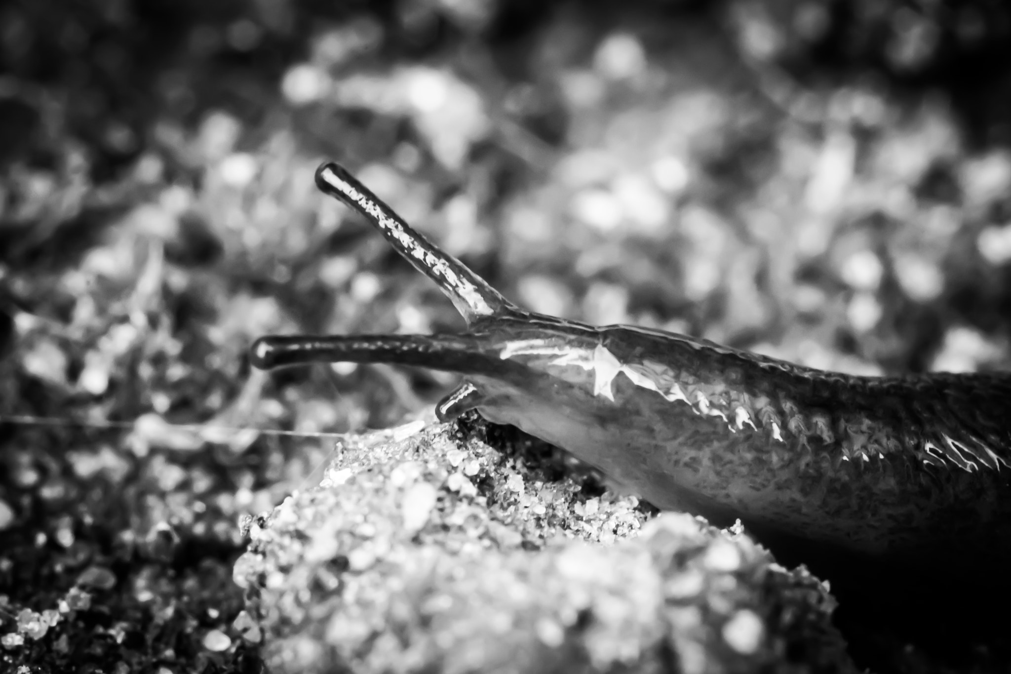 Canon MP-E 65mm F2.5 1-5x Macro Photo sample photo. Snail photography
