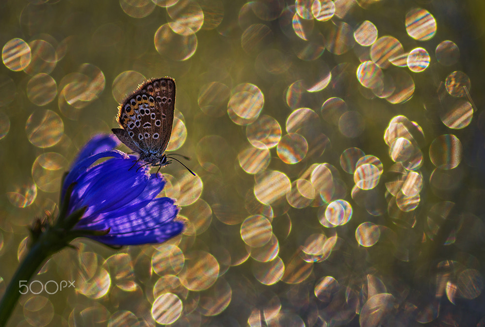 Sigma 105mm F2.8 EX DG Macro sample photo. Blue flowers photography