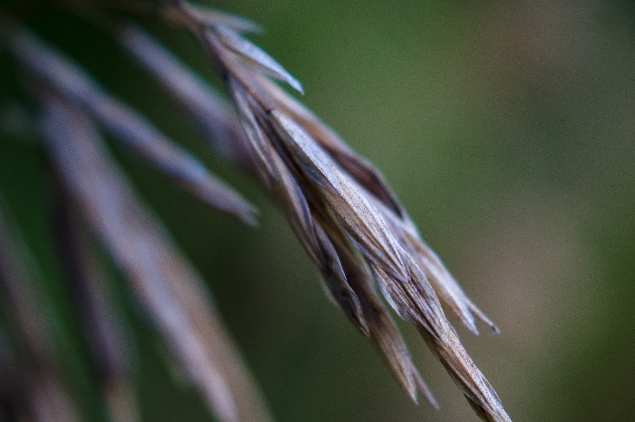 Sony SLT-A55 (SLT-A55V) sample photo. Tall grass photography