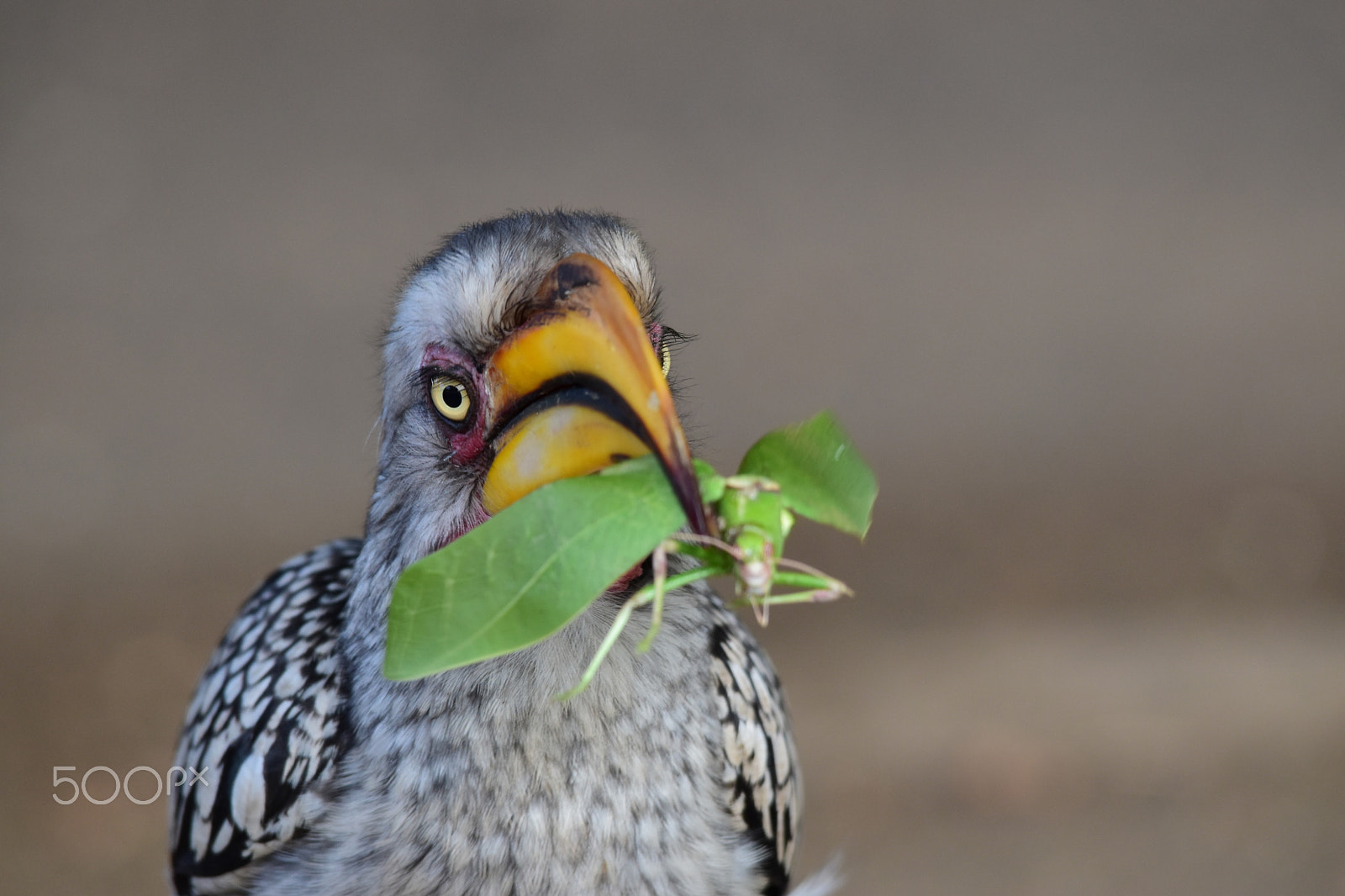 Sigma 150-500mm F5-6.3 DG OS HSM sample photo. Breakfast time photography