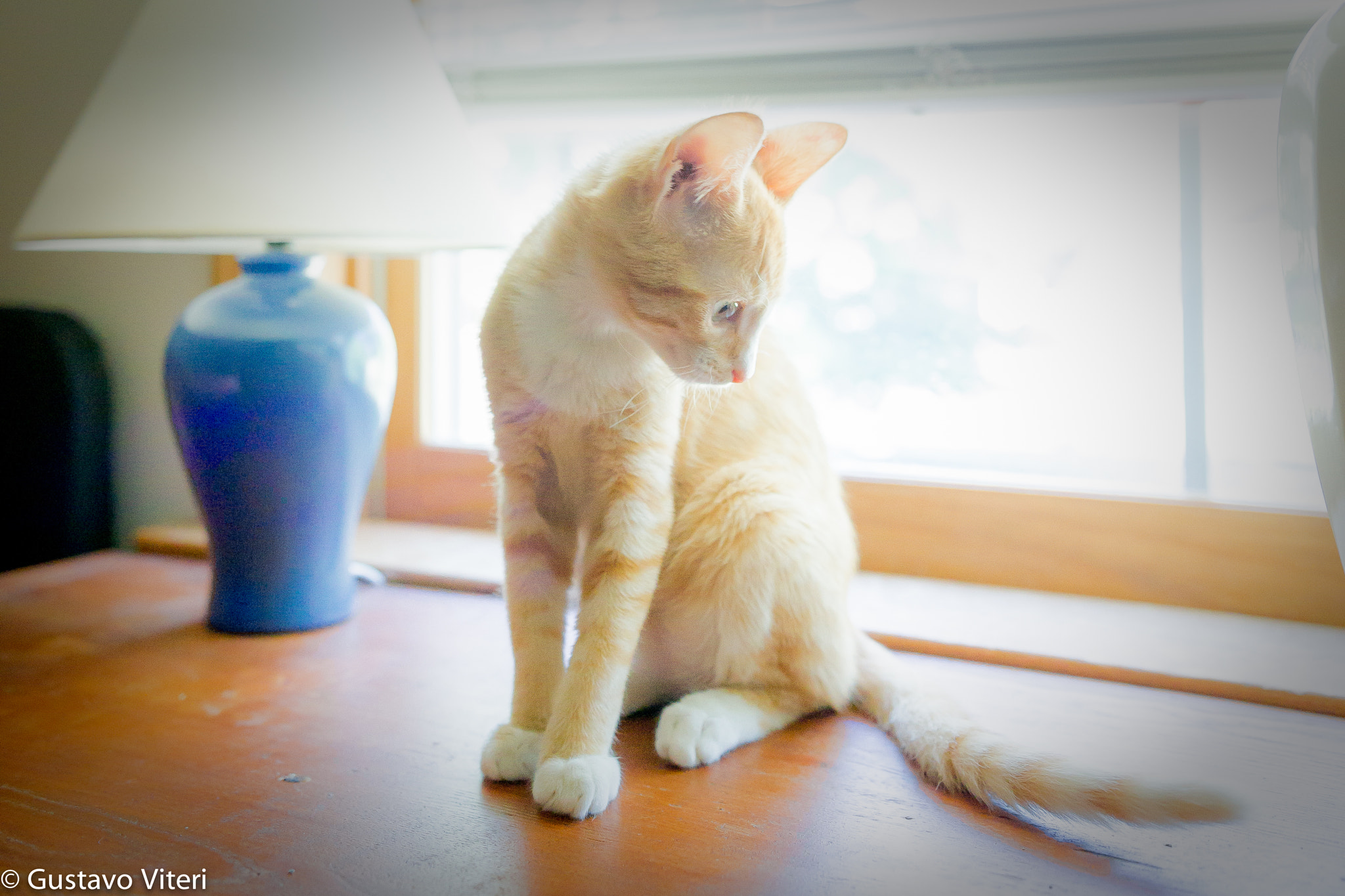 Sigma 18-35mm f/1.8 DC HSM sample photo. Fynn photography