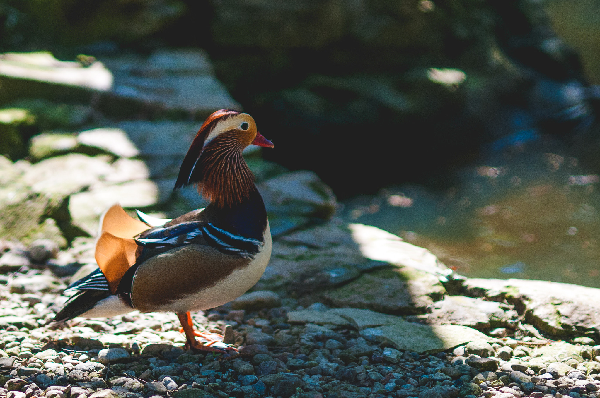 Nikon D300 + Sigma 50mm F1.4 DG HSM Art sample photo. Duck at zoo photography