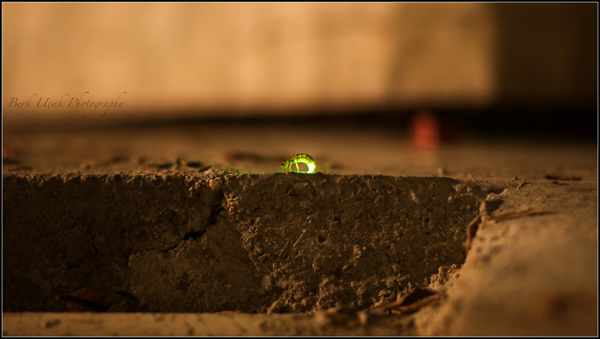 Canon EF 85mm F1.8 USM sample photo. Firefly photography