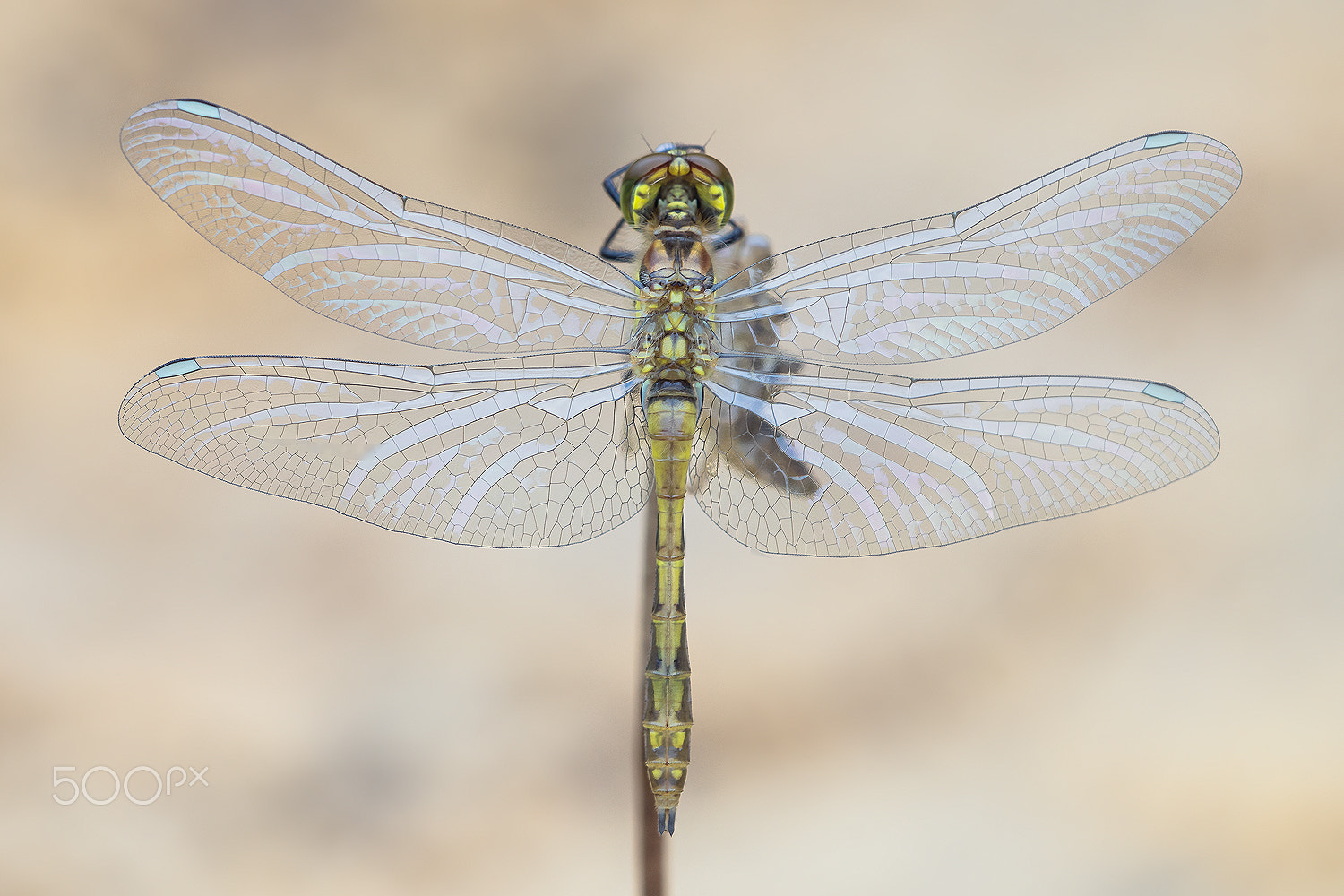 Sigma 150mm F2.8 EX DG Macro HSM sample photo. Sympetrum iii photography