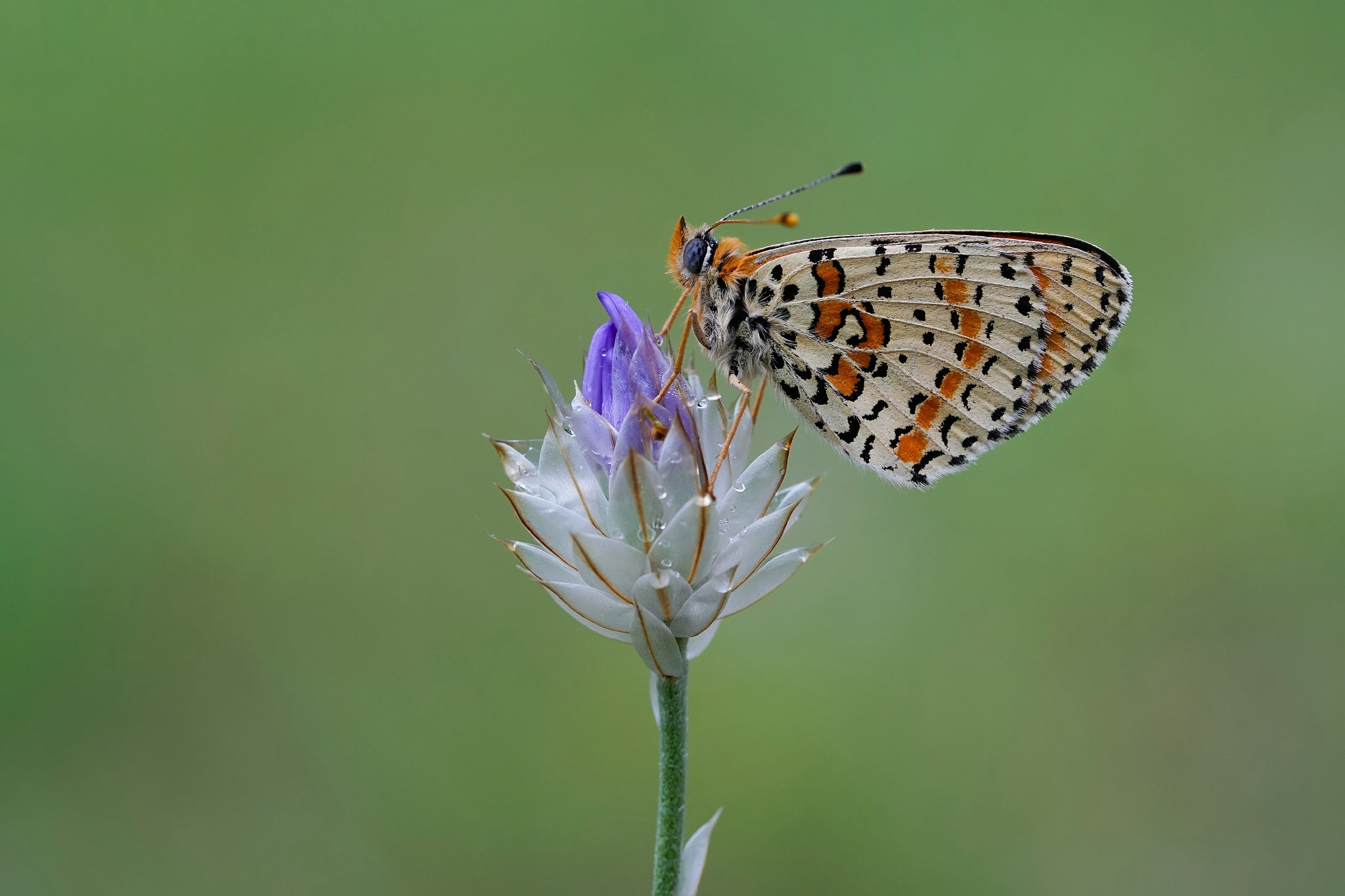 Sony a6300 + Sony FE 90mm F2.8 Macro G OSS sample photo. Butterfly photography