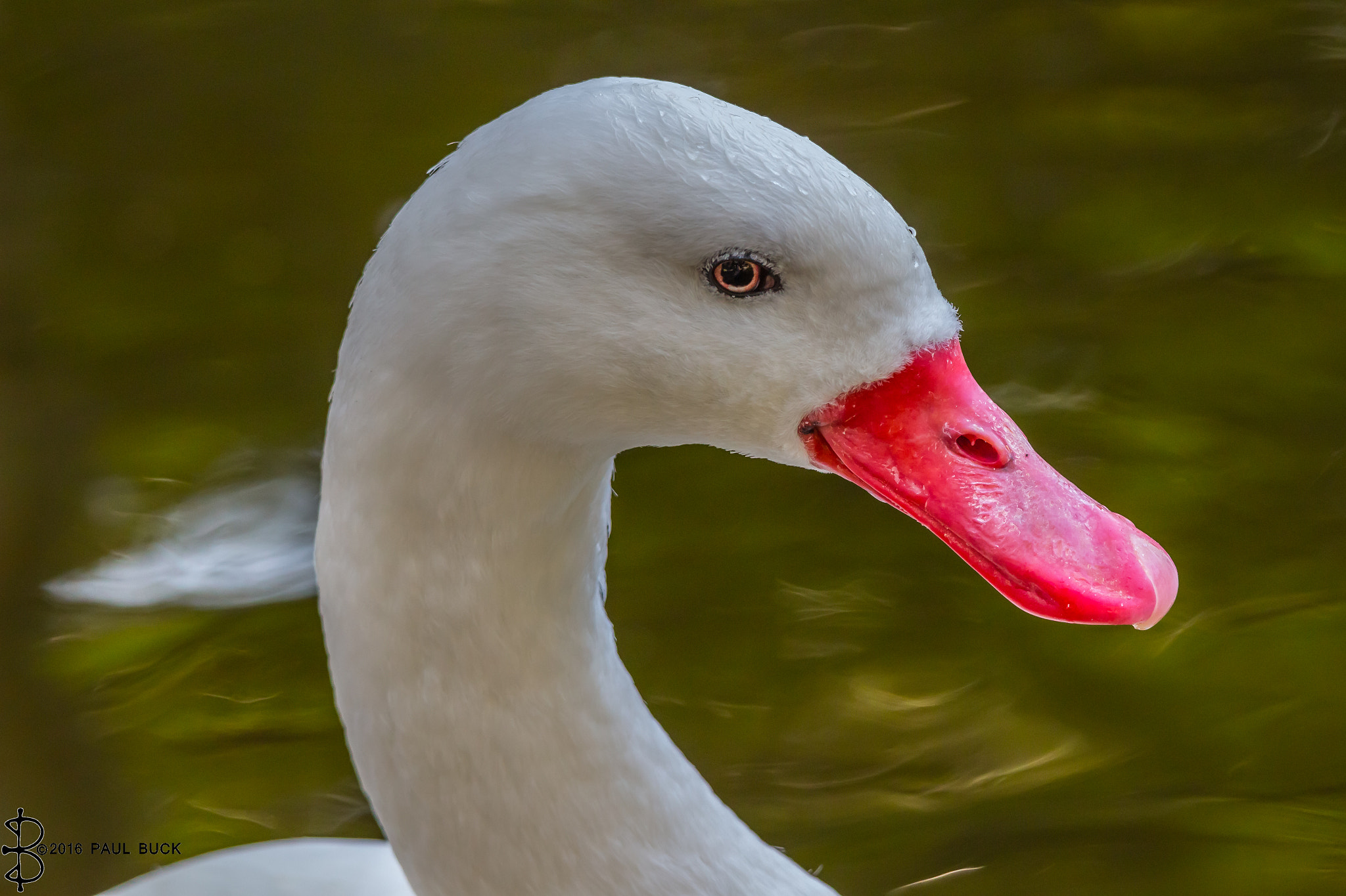 Tamron SP 150-600mm F5-6.3 Di VC USD sample photo. Small white swan photography
