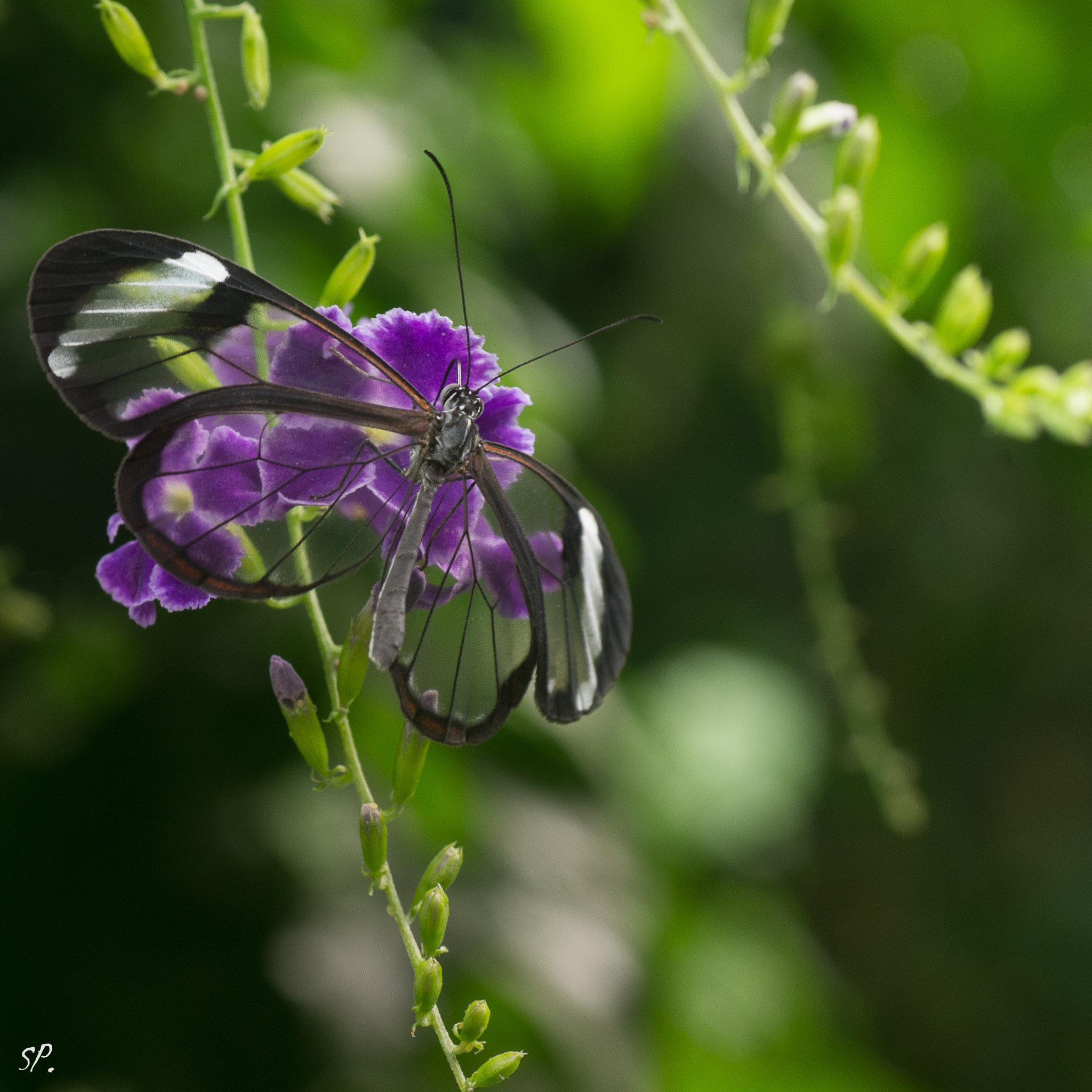 Pentax K-5 + Tamron SP AF 90mm F2.8 Di Macro sample photo. Papillons () photography