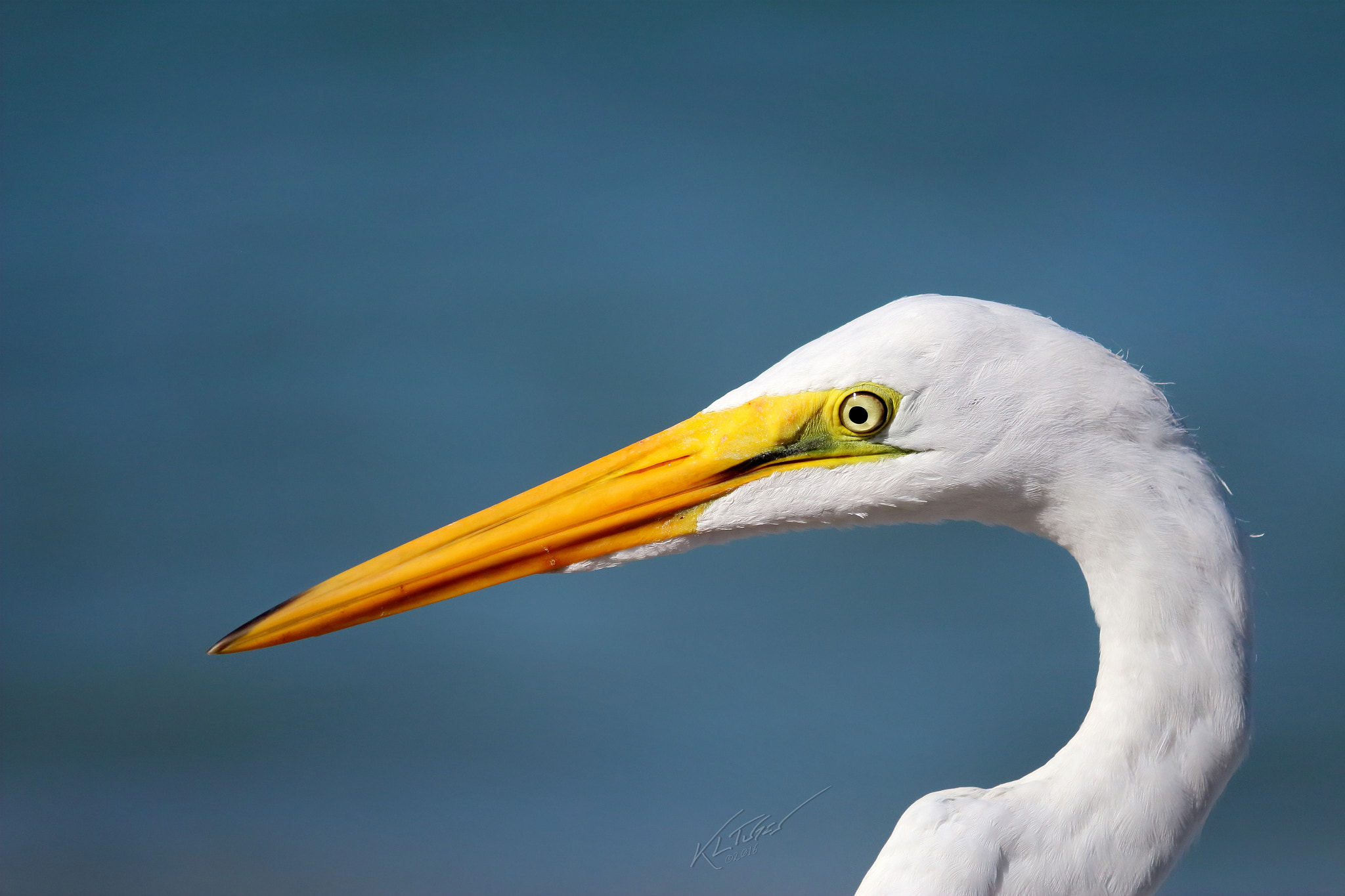 Canon EOS 100D (EOS Rebel SL1 / EOS Kiss X7) sample photo. Great egret portrait photography