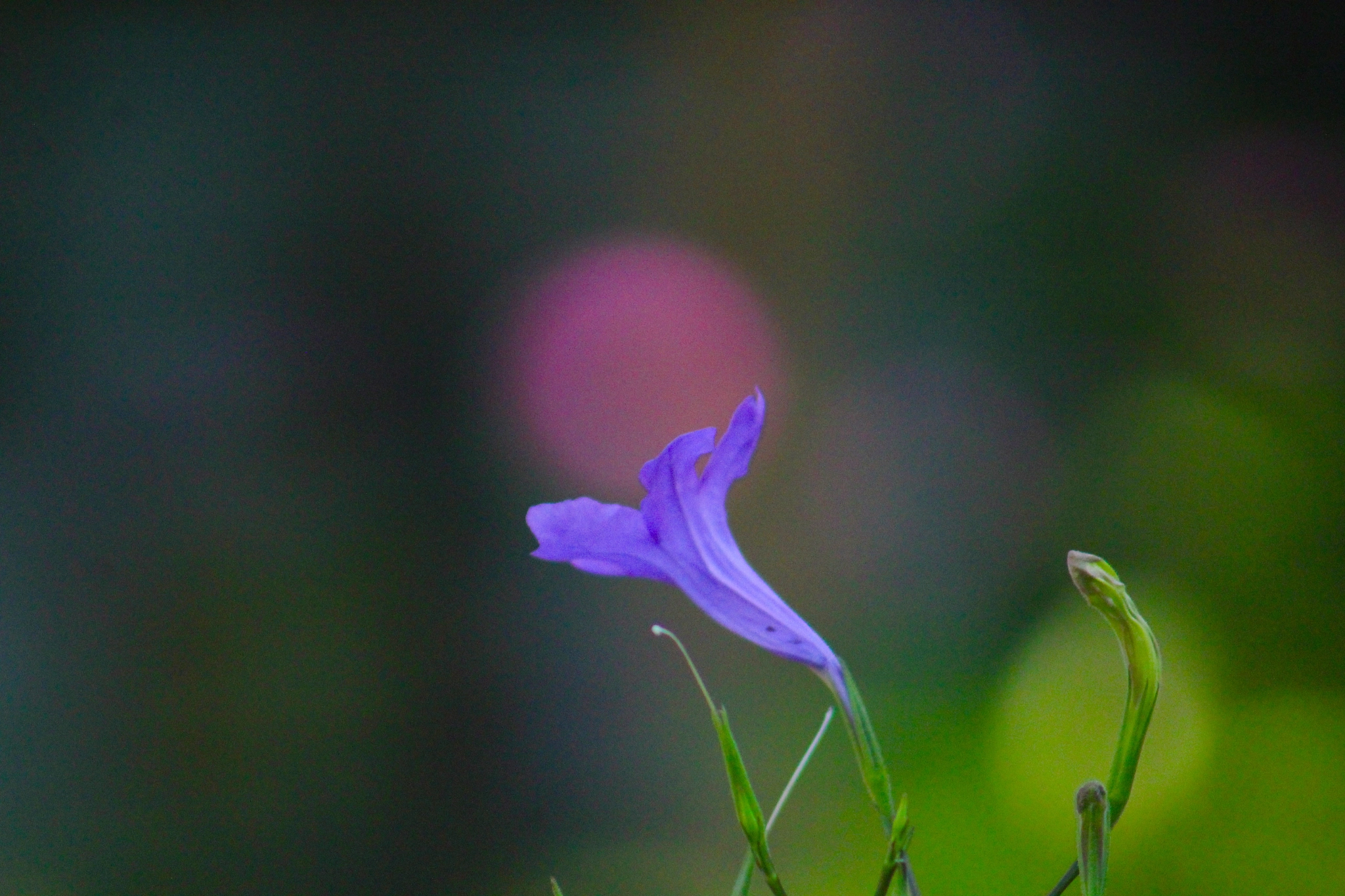 Canon EF75-300mm f/4-5.6 sample photo. Blur photography