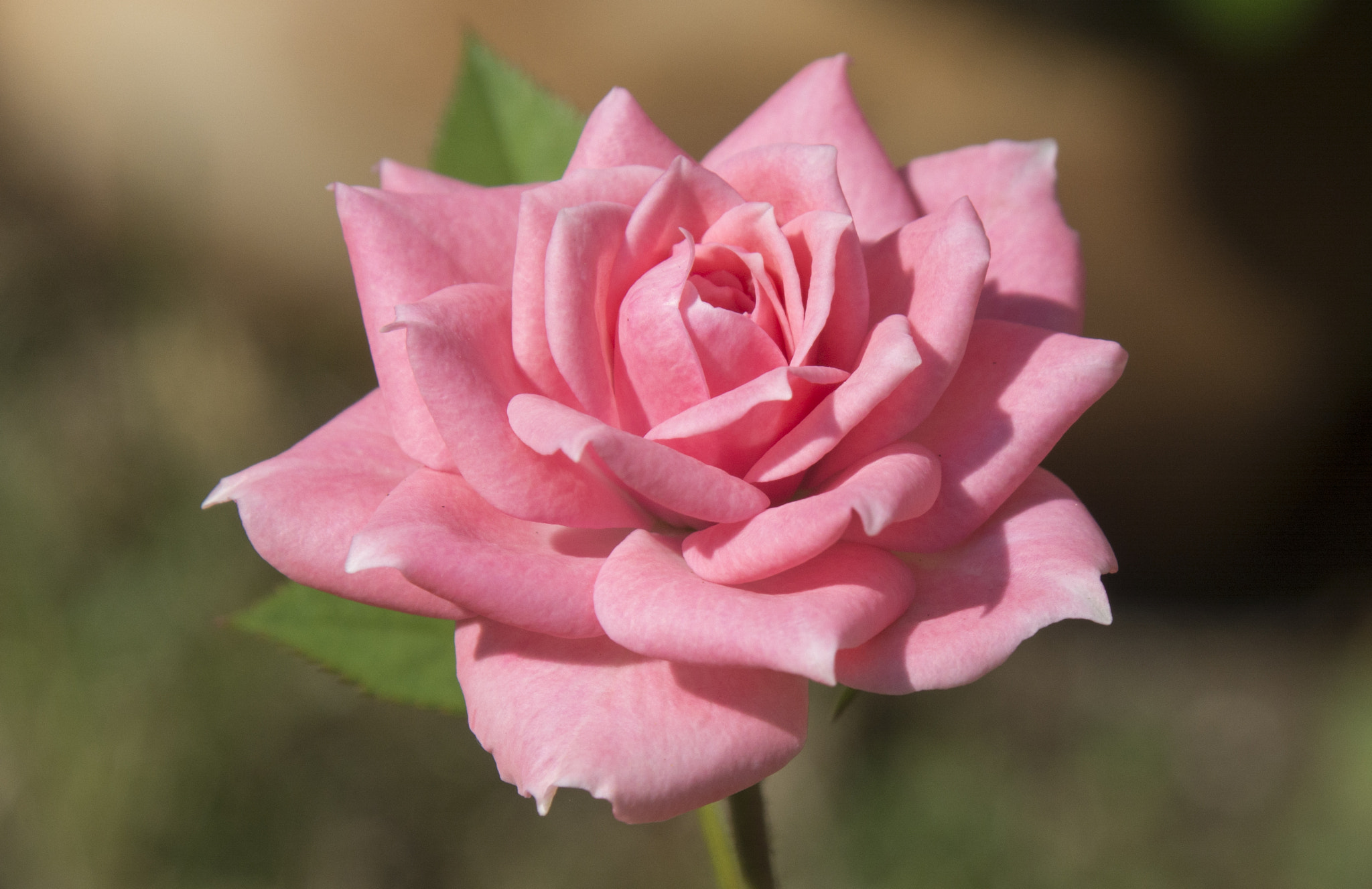Nikon D7100 + Sigma 24-70mm F2.8 EX DG Macro sample photo. Pink rose..... photography