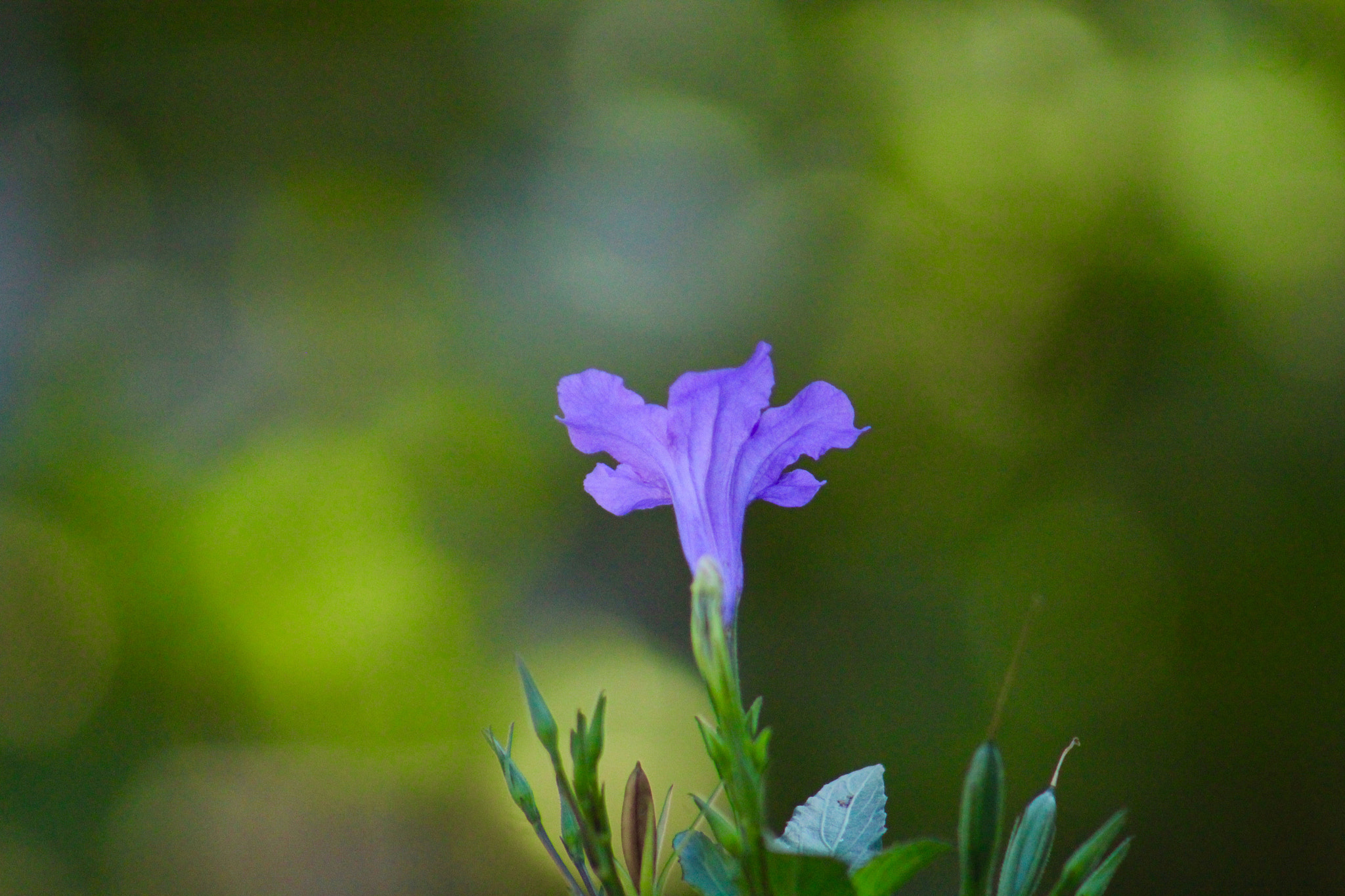 Canon EF75-300mm f/4-5.6 sample photo. Ligths photography