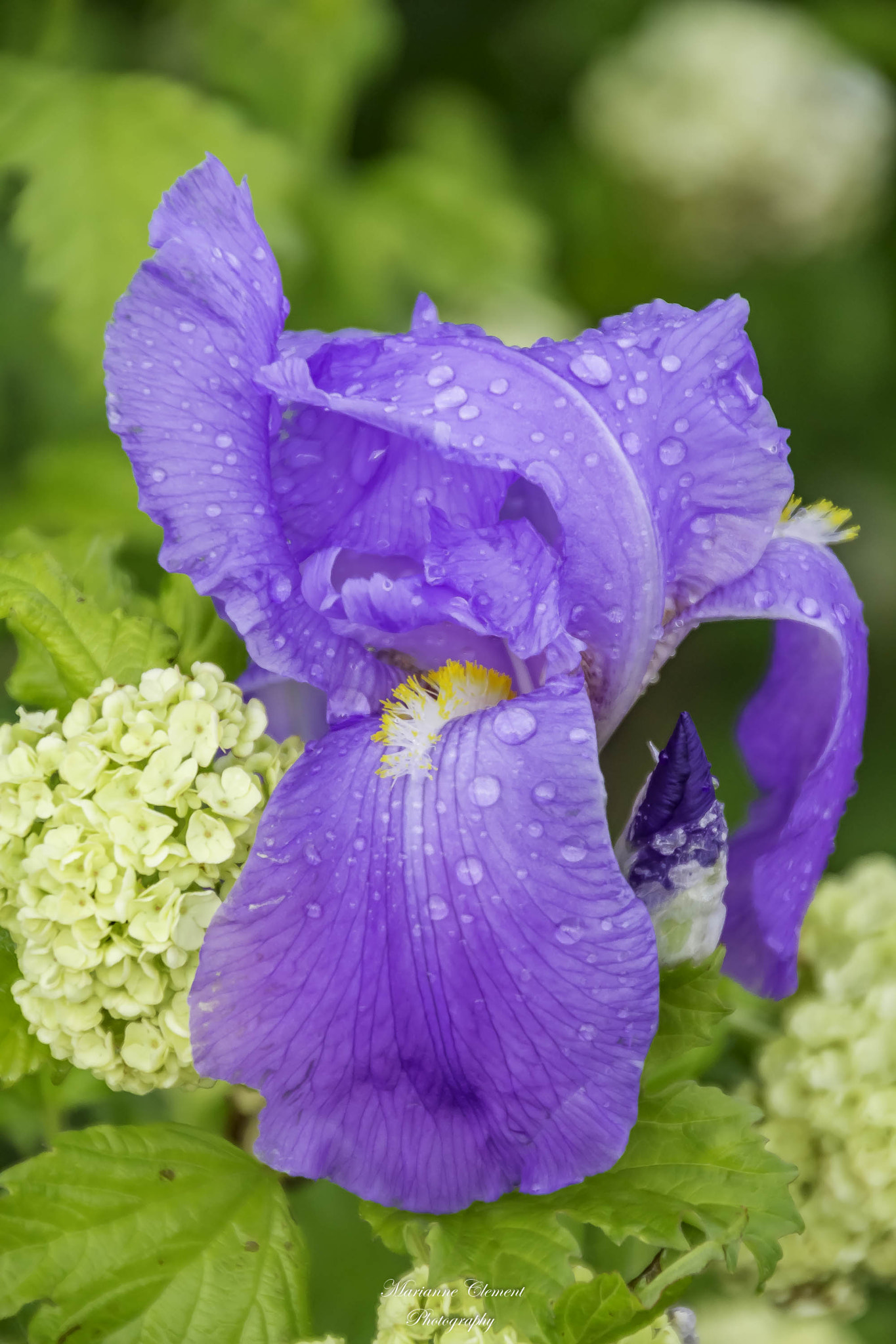 Canon EOS 1200D (EOS Rebel T5 / EOS Kiss X70 / EOS Hi) sample photo. Snowballs and iris after the rain photography