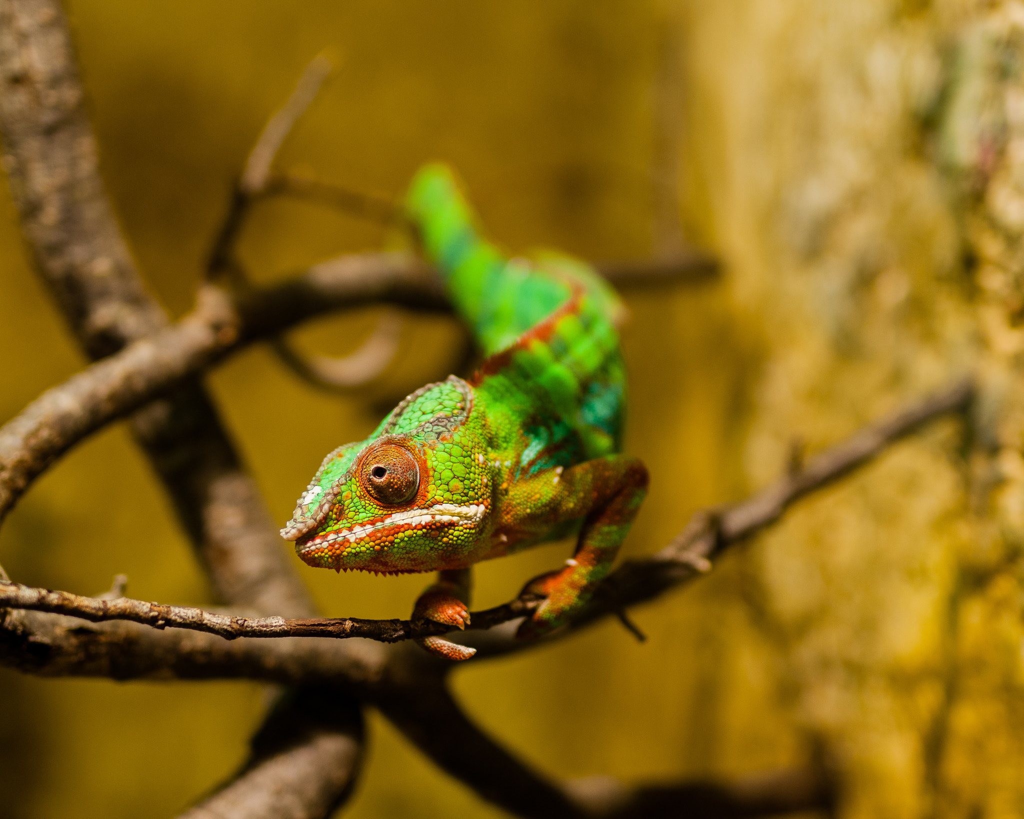 Nikon D300 + Sigma 50mm F1.4 DG HSM Art sample photo. Chameleon photography