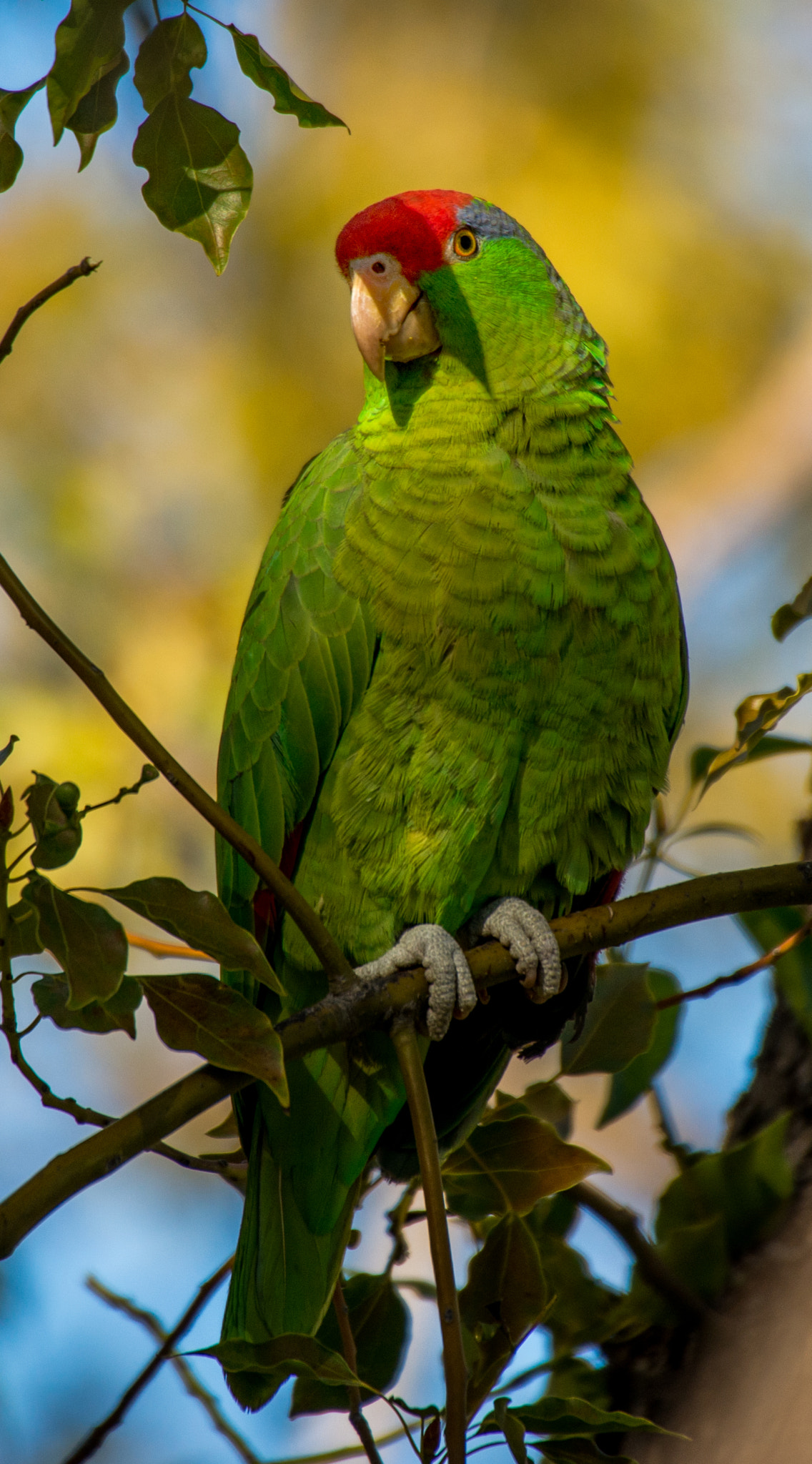 Sigma 50-500mm F4.5-6.3 DG OS HSM sample photo. Burbank parrots photography