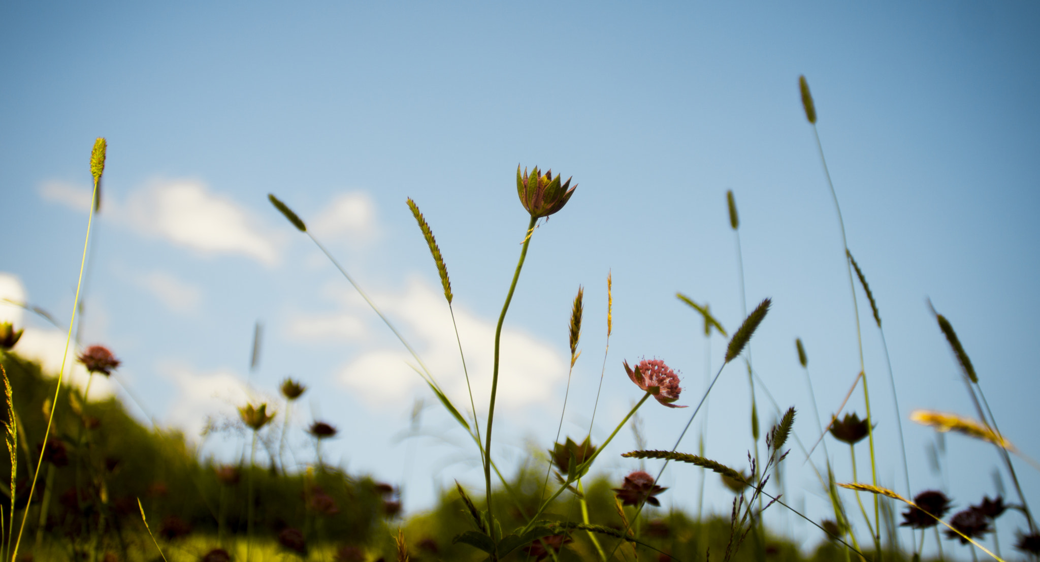 Minolta AF 28-105mm F3.5-4.5 xi sample photo. Flower photography