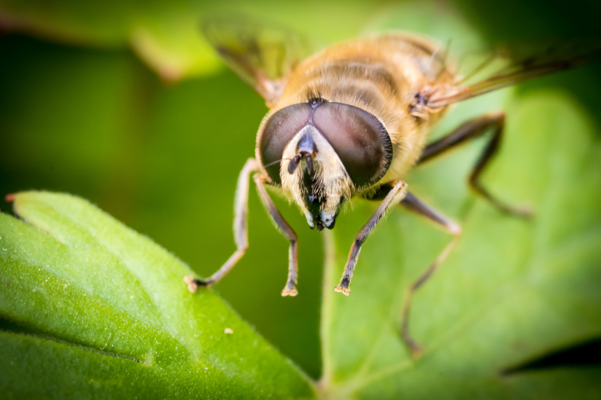Canon MP-E 65mm F2.5 1-5x Macro Photo sample photo. Hoverfly photography