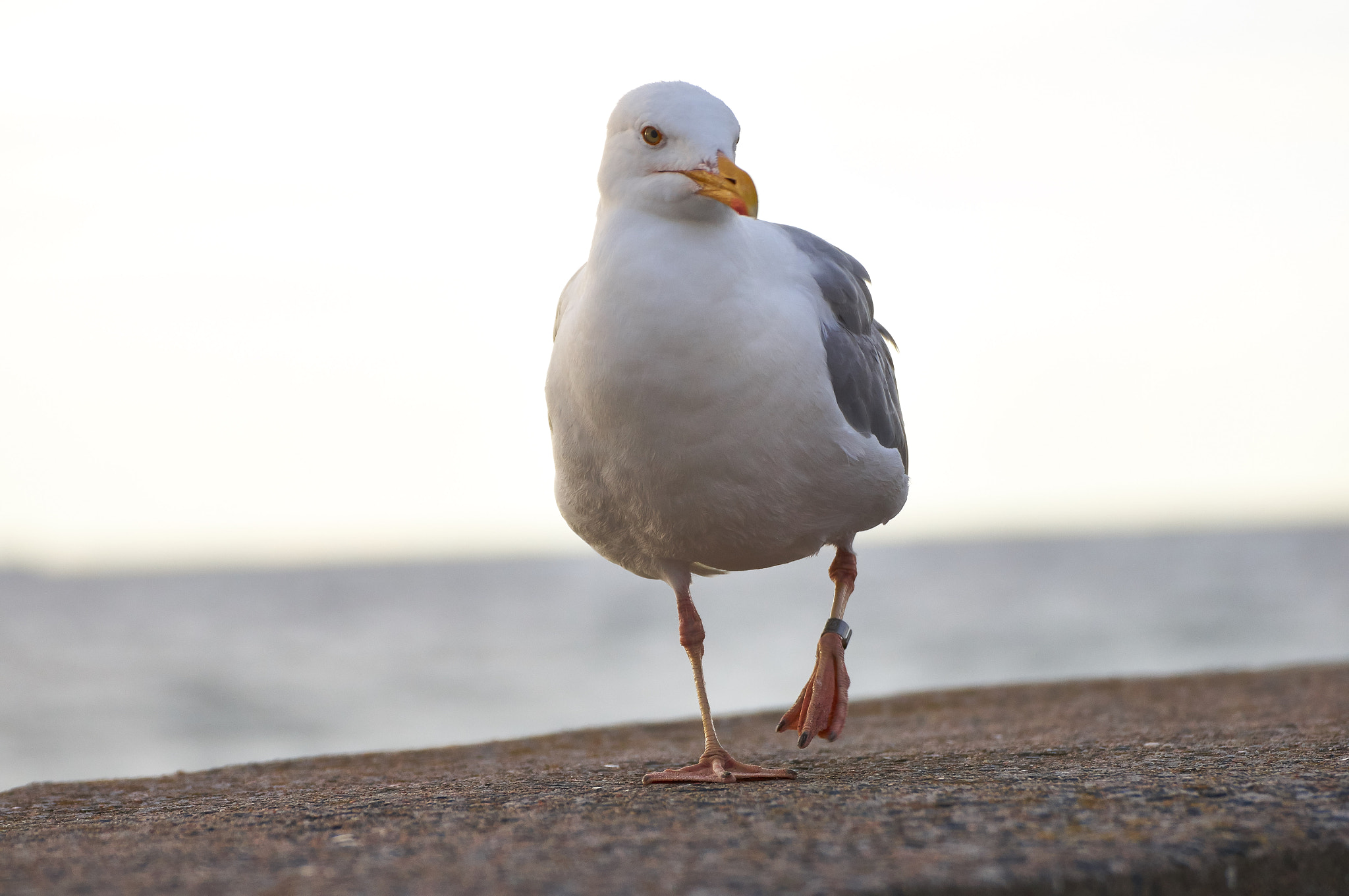 Tamron SP 70-300mm F4-5.6 Di USD sample photo. Seagull photography