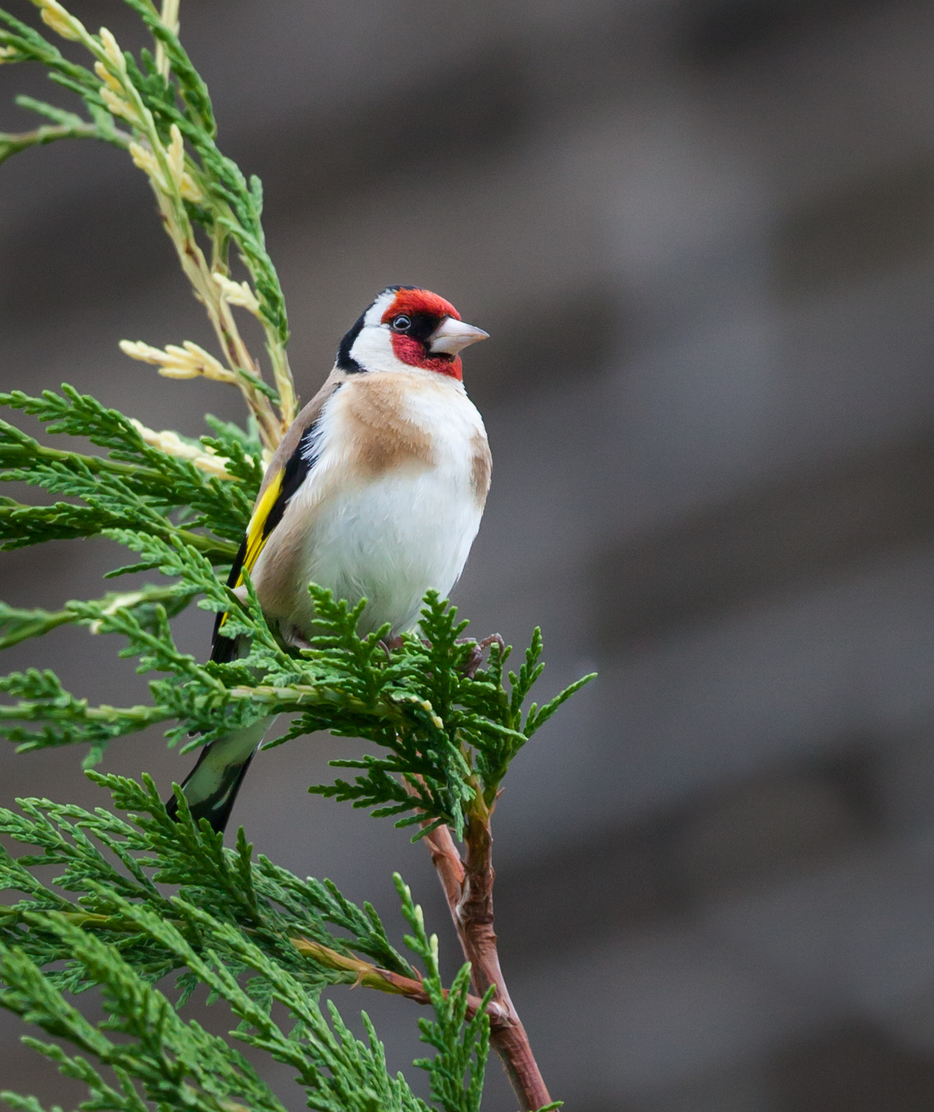 Canon EF 100-400mm F4.5-5.6L IS USM sample photo. Gold finch photography